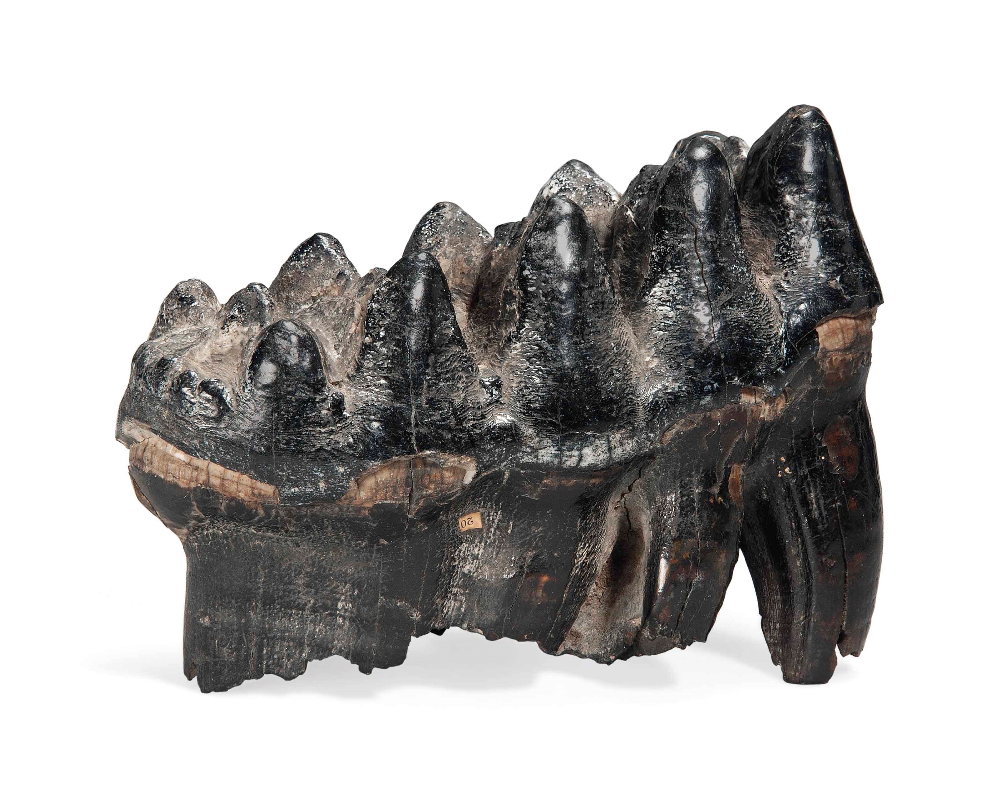 A MASTODON TOOTH