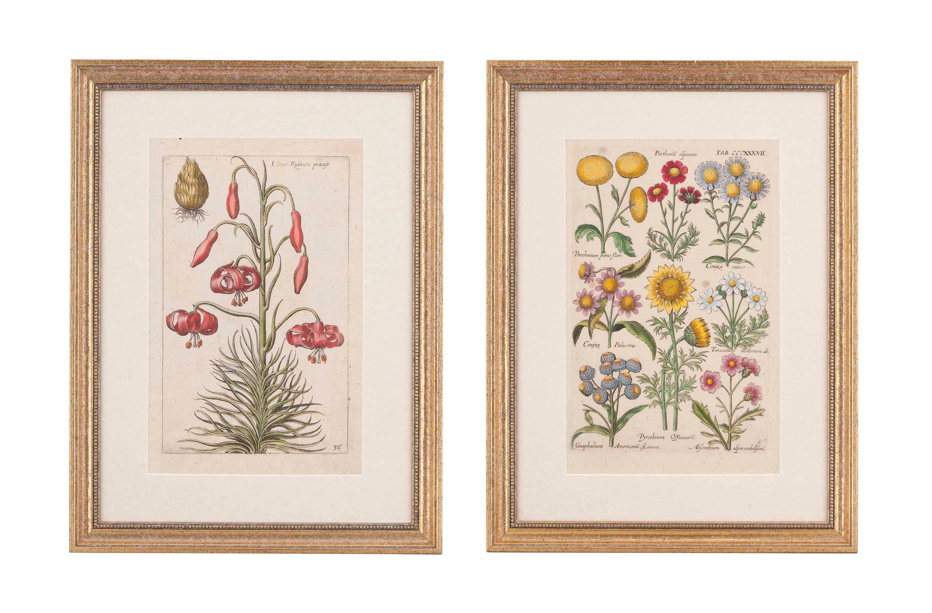 TWELVE BOTANICAL ENGRAVINGS FROM THE BOOK 'FLORILEGIUM NOVUM'