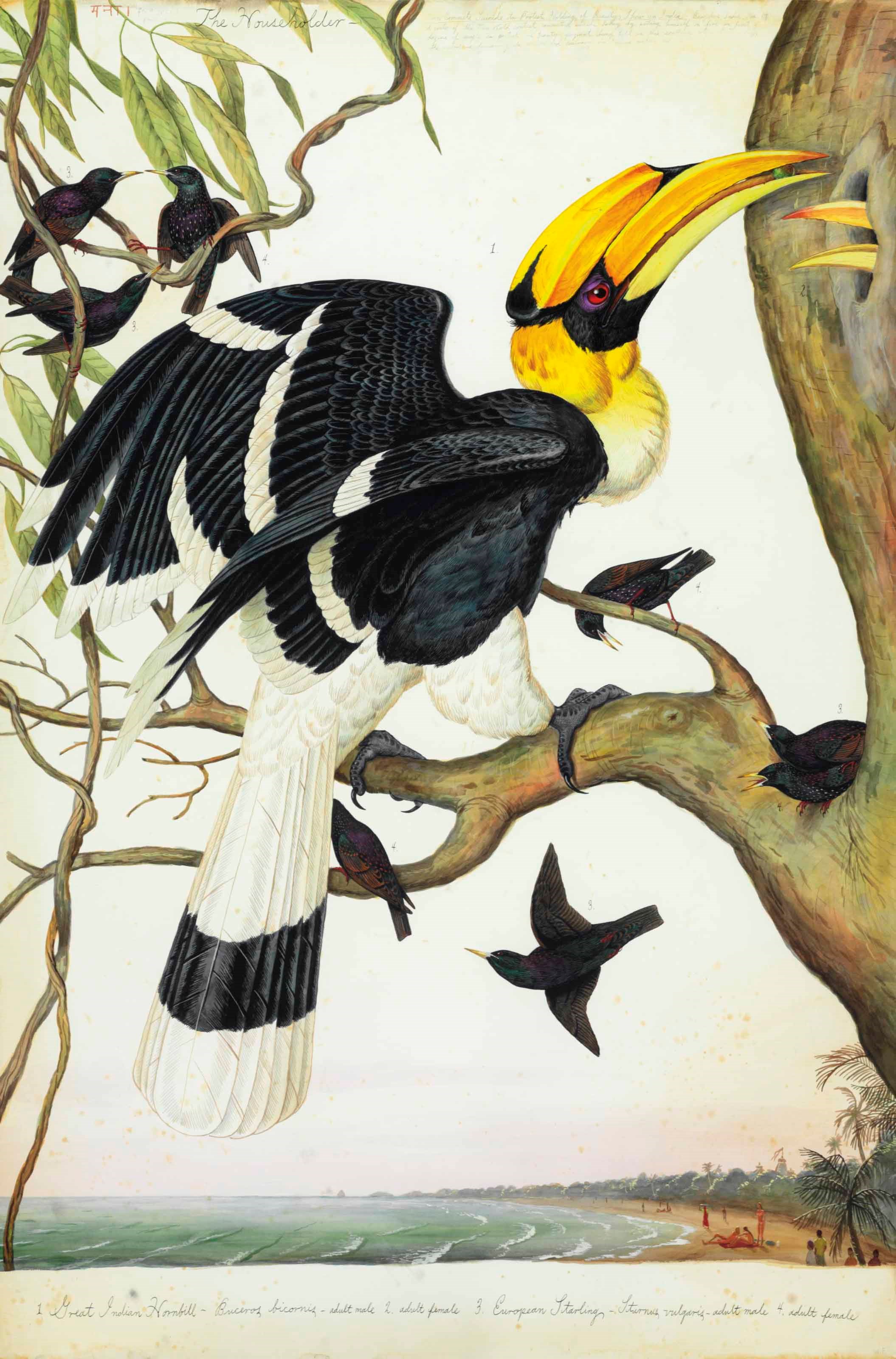 Walton Ford (b. 1960)
