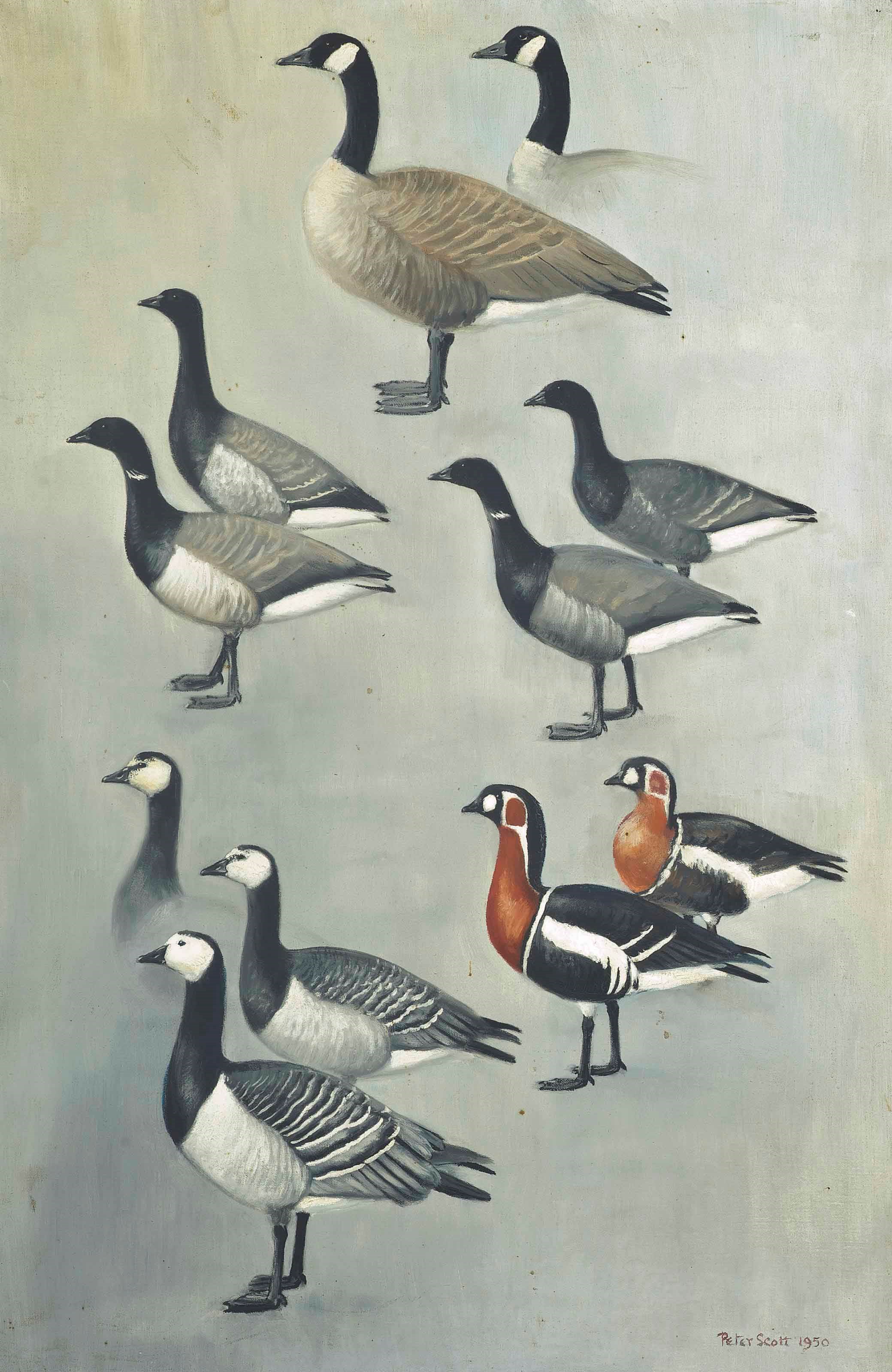 Sir Peter Markham Scott (1909-1989)