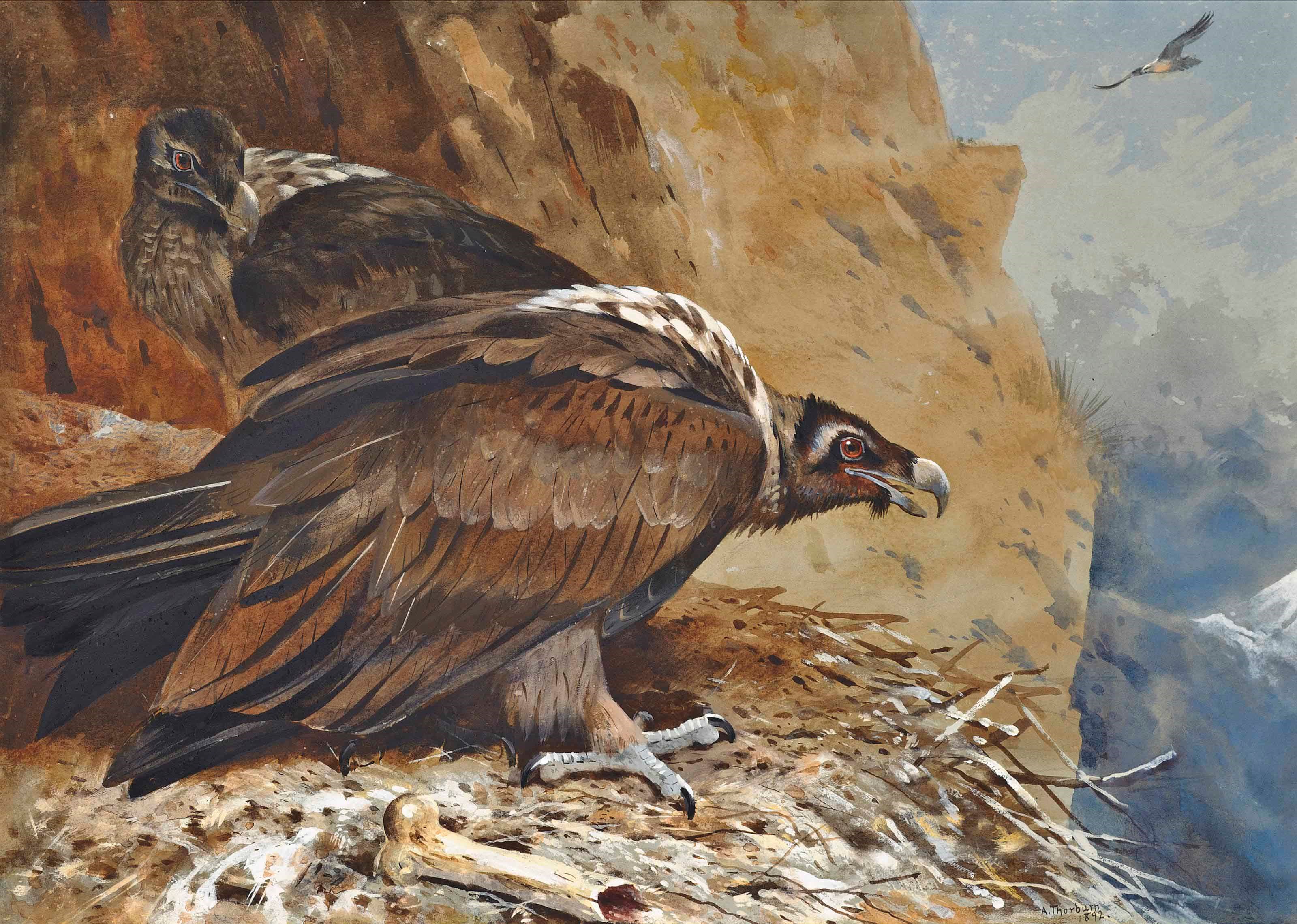 Archibald Thorburn (1860-1935)