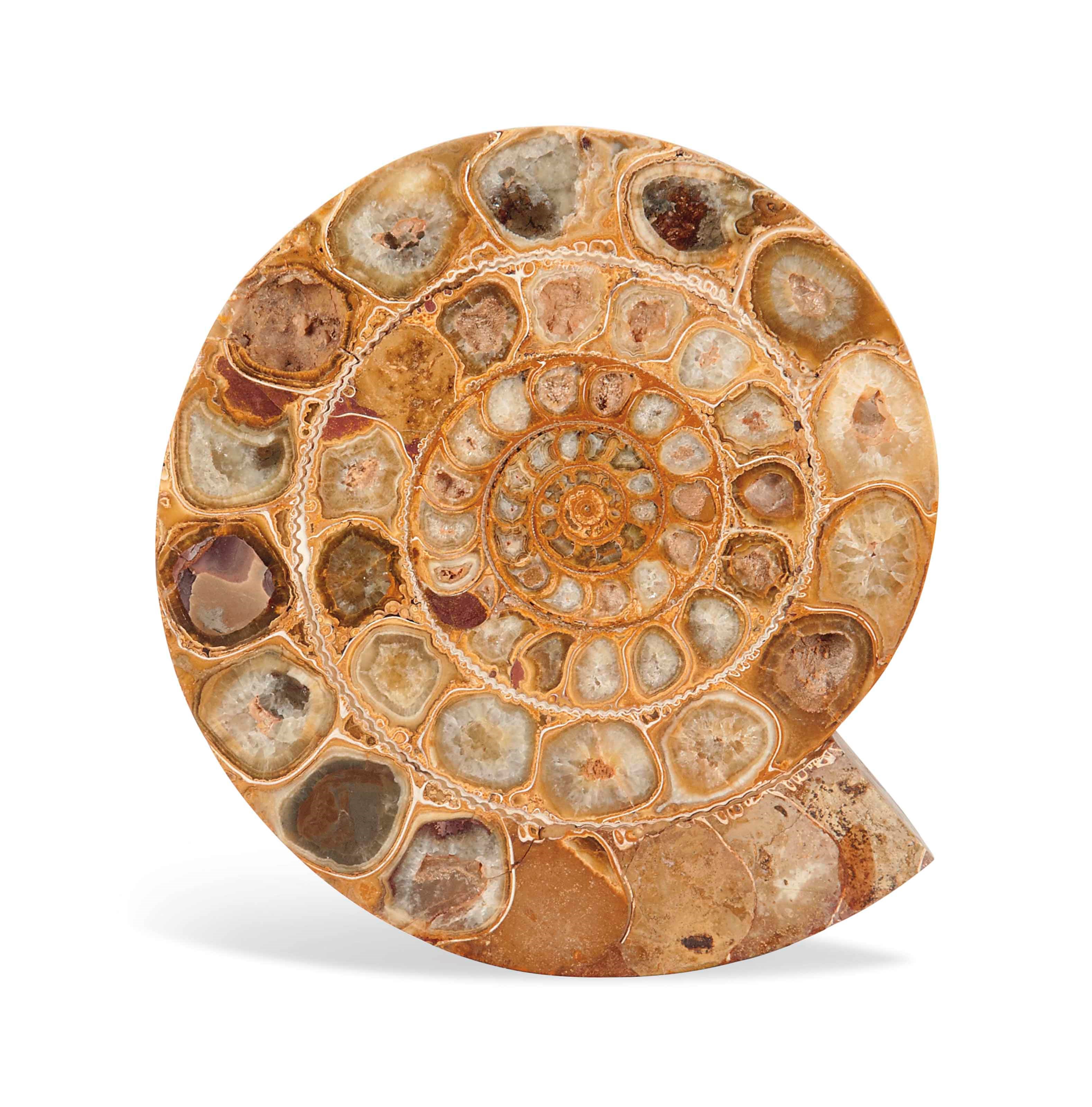 A SPLIT AMMONITE