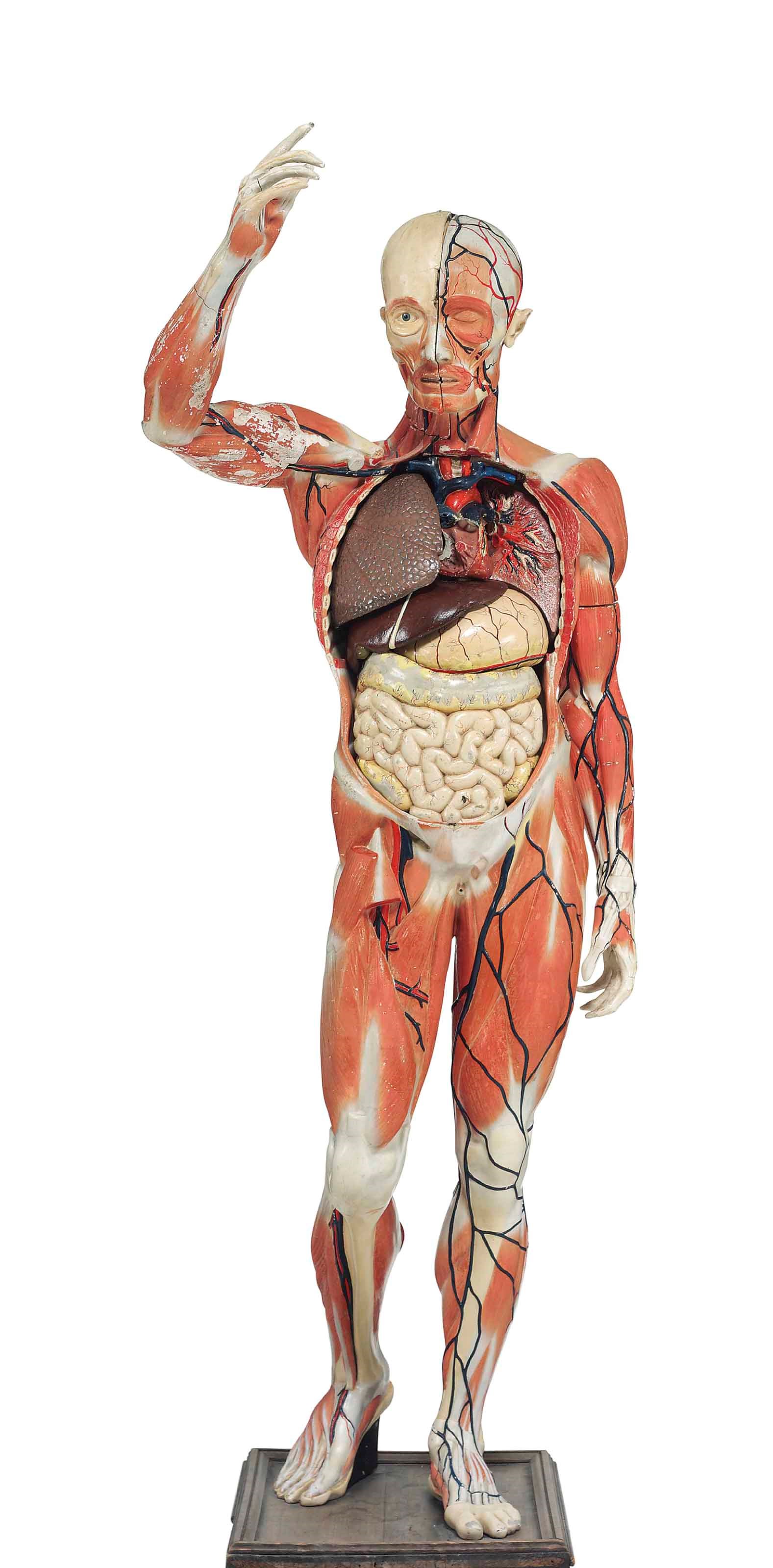 A FRENCH POLYCHROME PLASTER ANATOMICAL MODEL OF THE HUMAN BODY