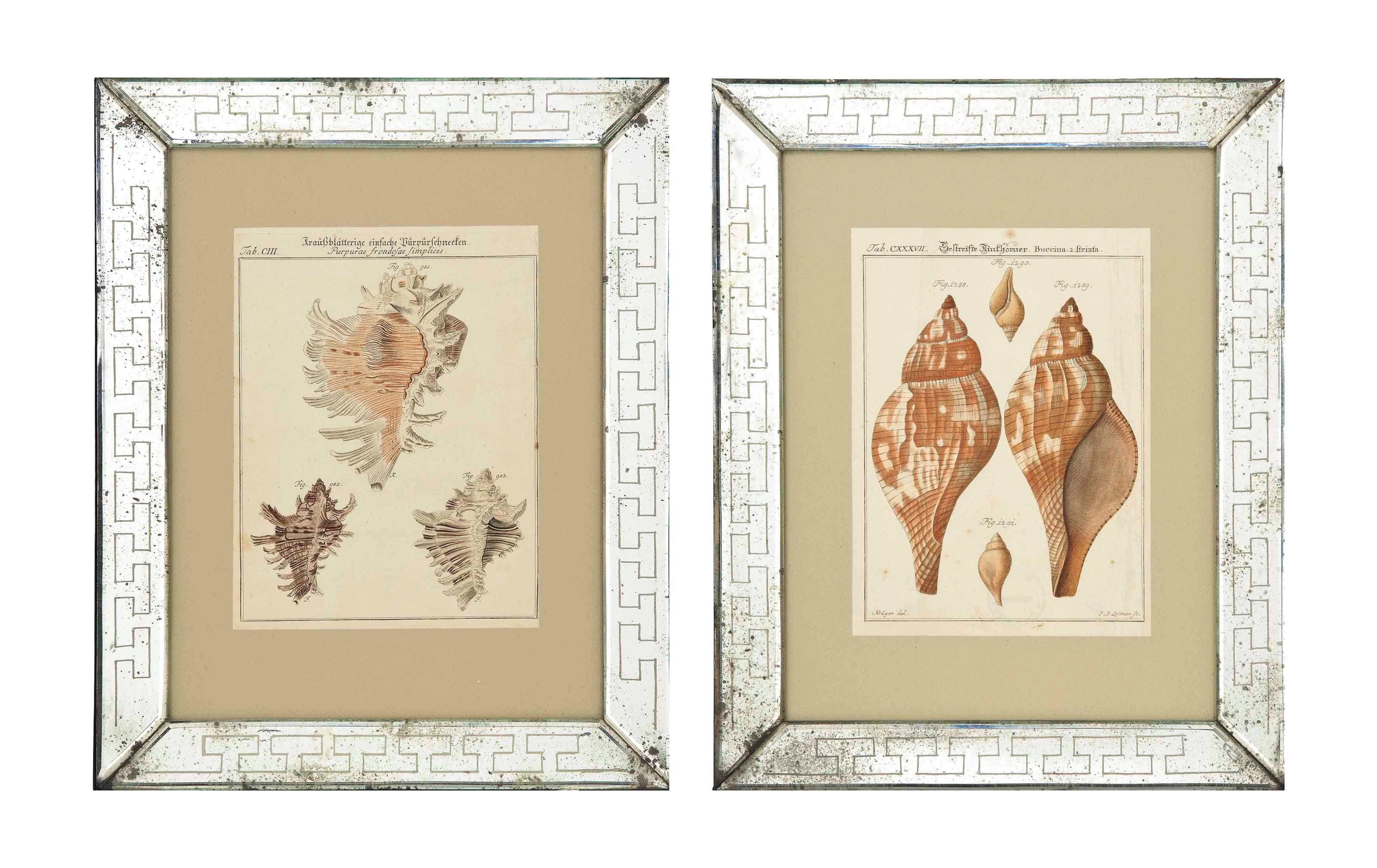TWELVE ENGRAVINGS OF SHELLS