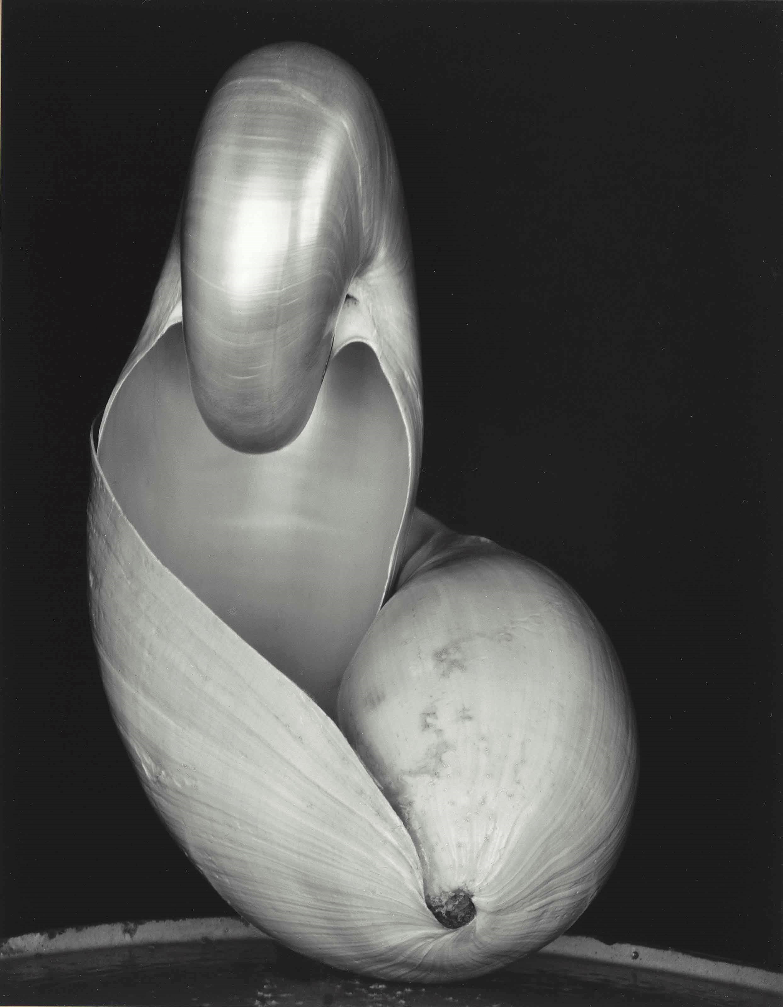 EDWARD WESTON (1886-1958)