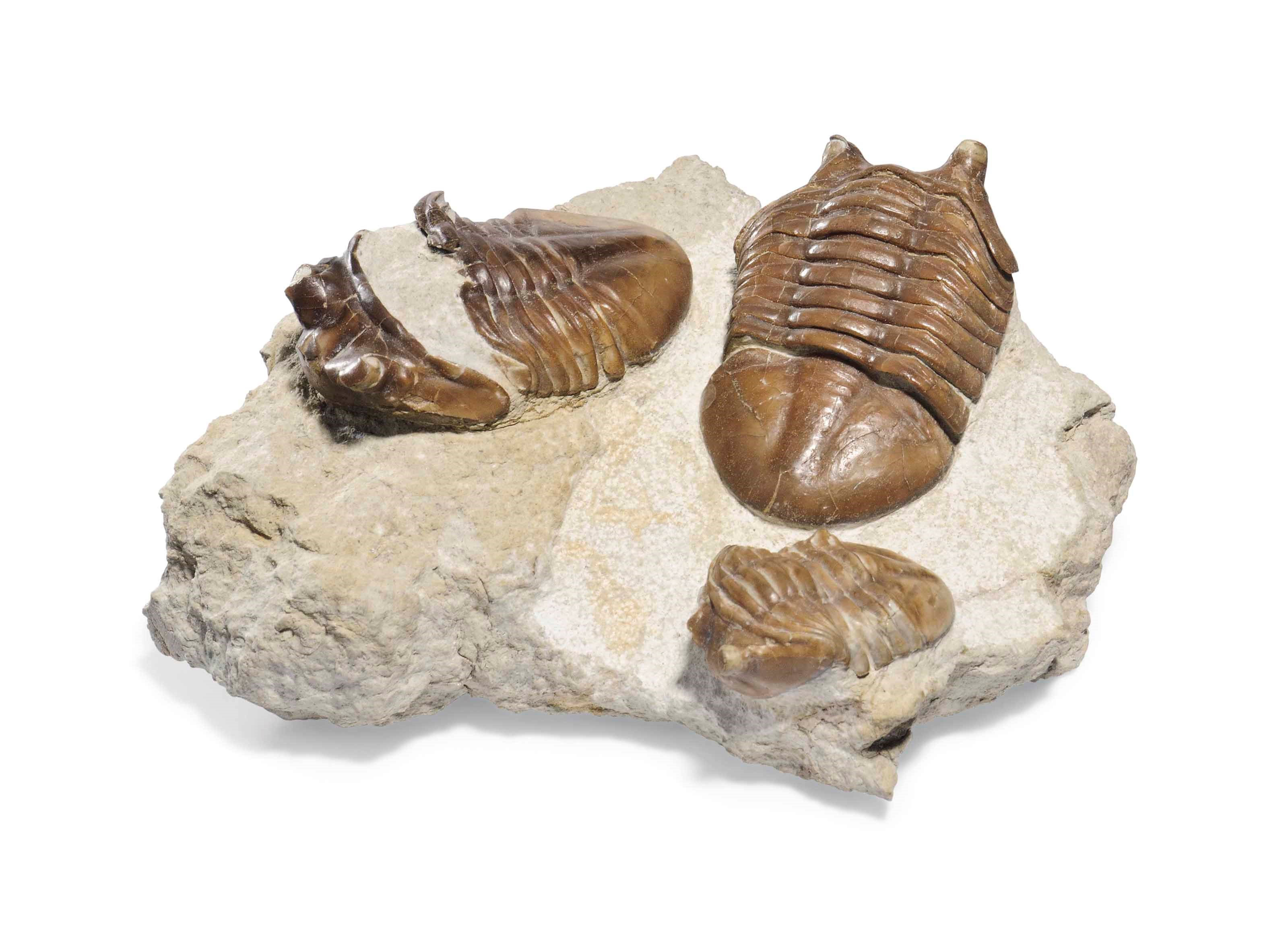 THREE TRILOBITES