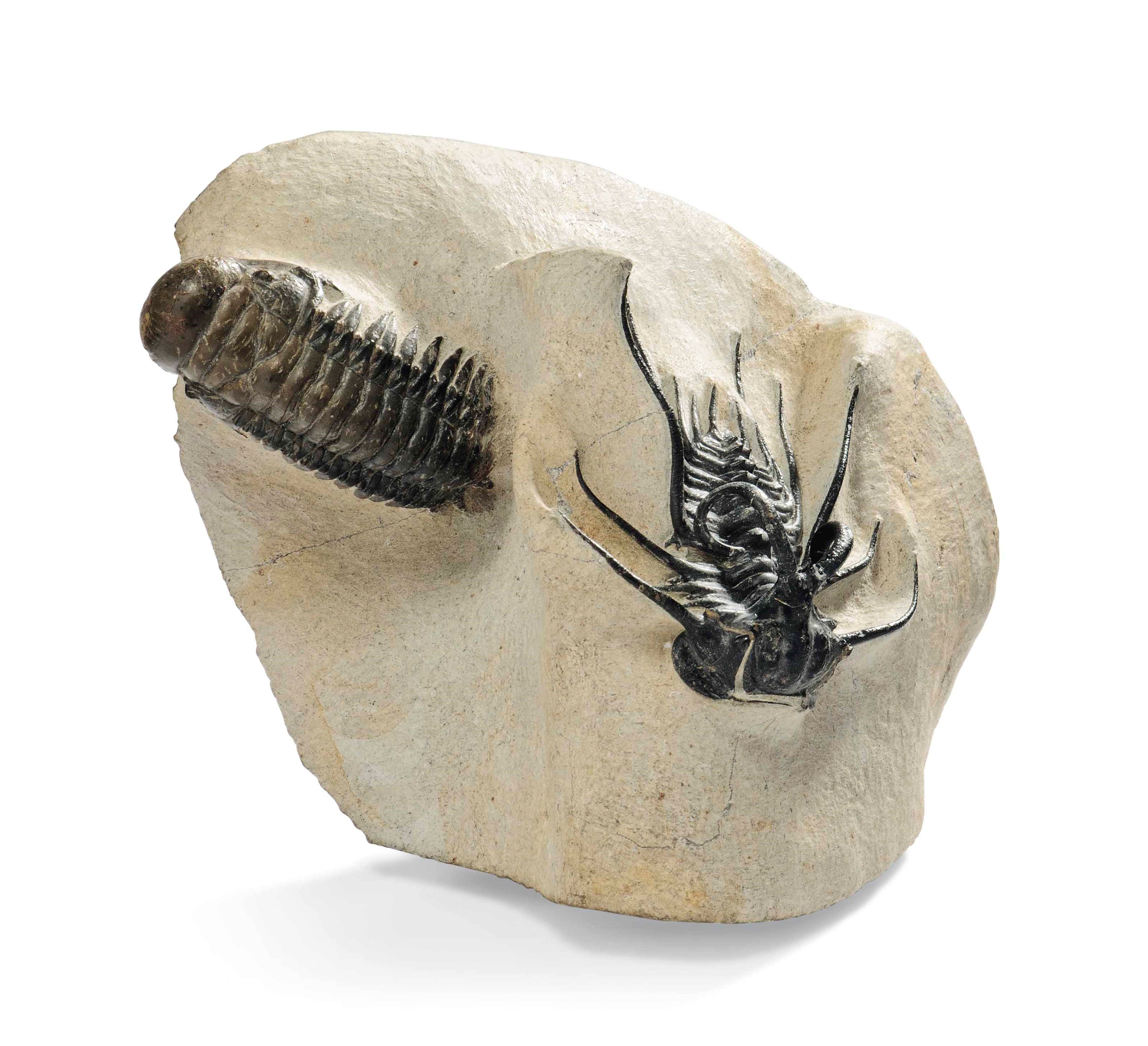 TWO TRILOBITES