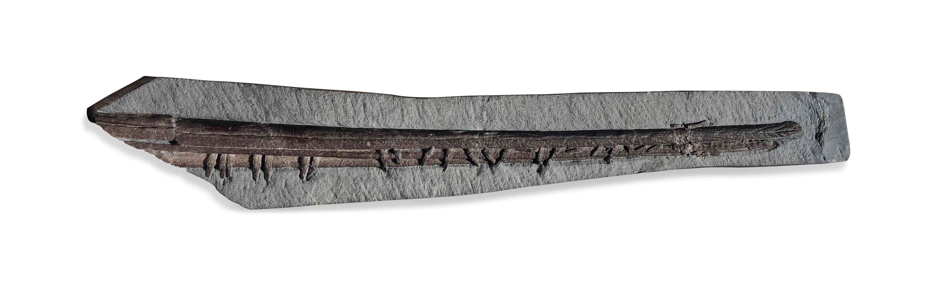 AN ICHTHYOSAUR ROSTRUM