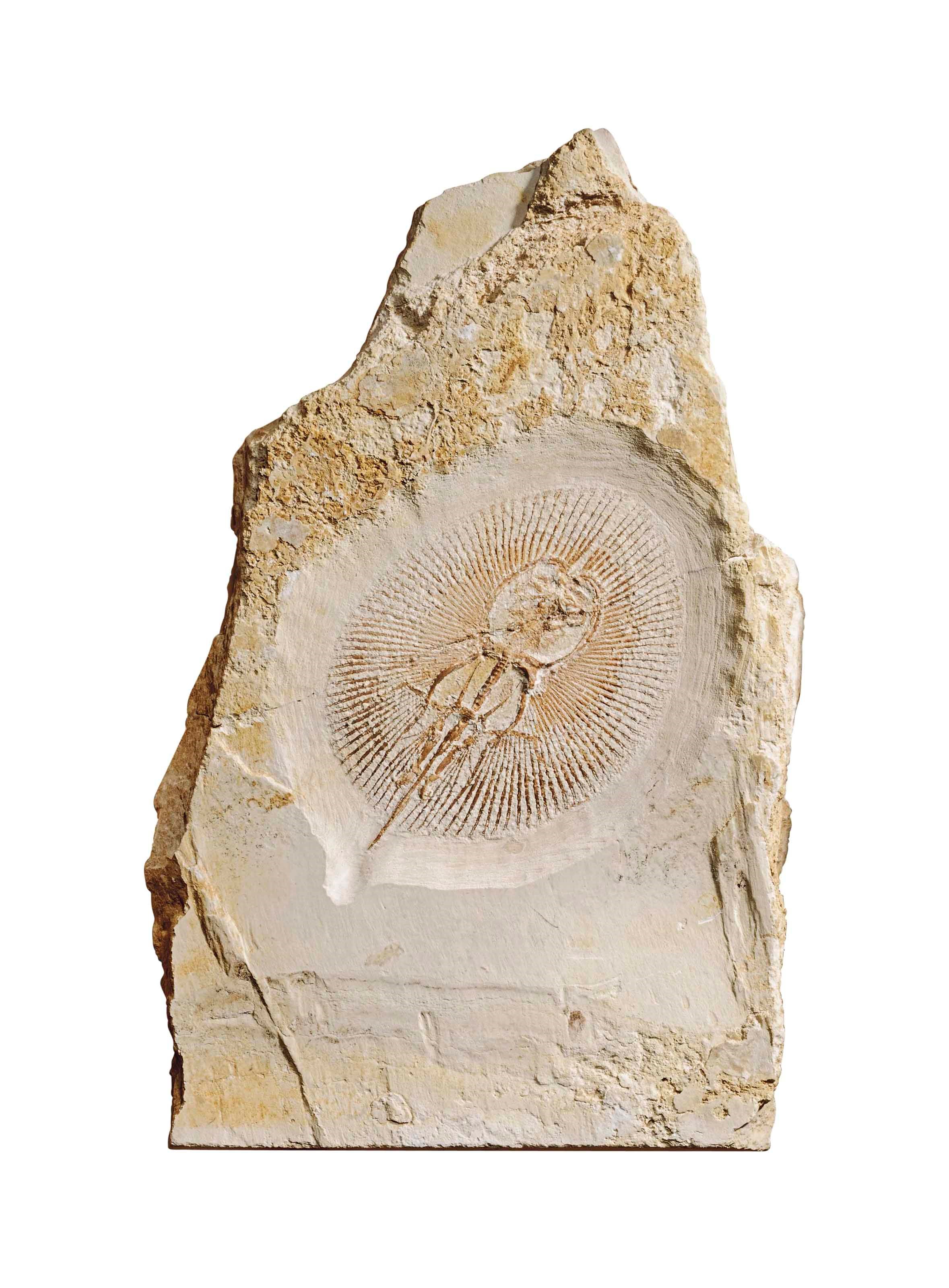 A FOSSIL STINGRAY