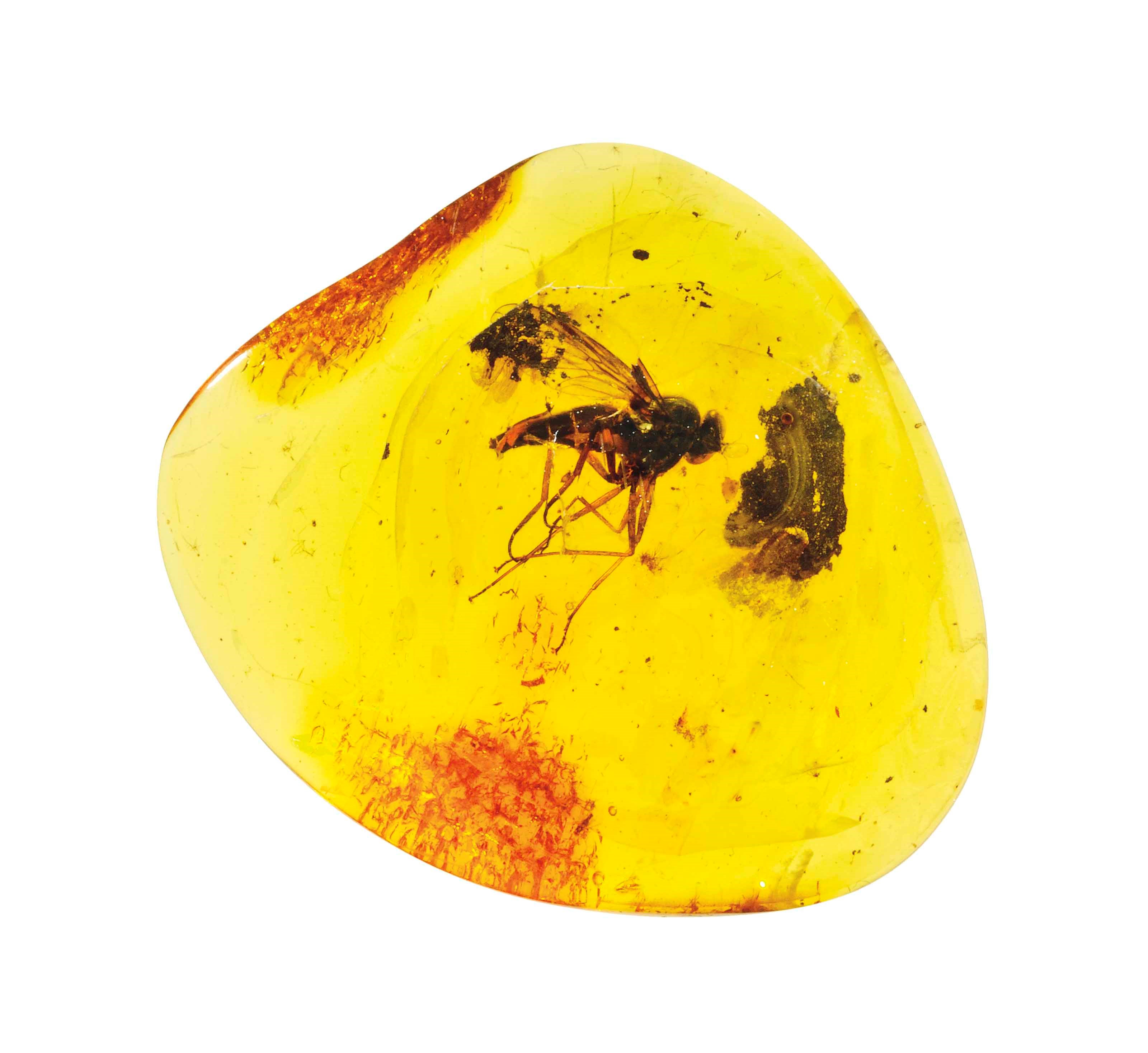 GROUP OF BALTIC AMBER