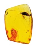 GROUP OF BALTIC AMBER