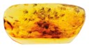 GROUP OF BALTIC AMBER