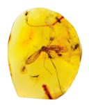 GROUP OF BALTIC AMBER
