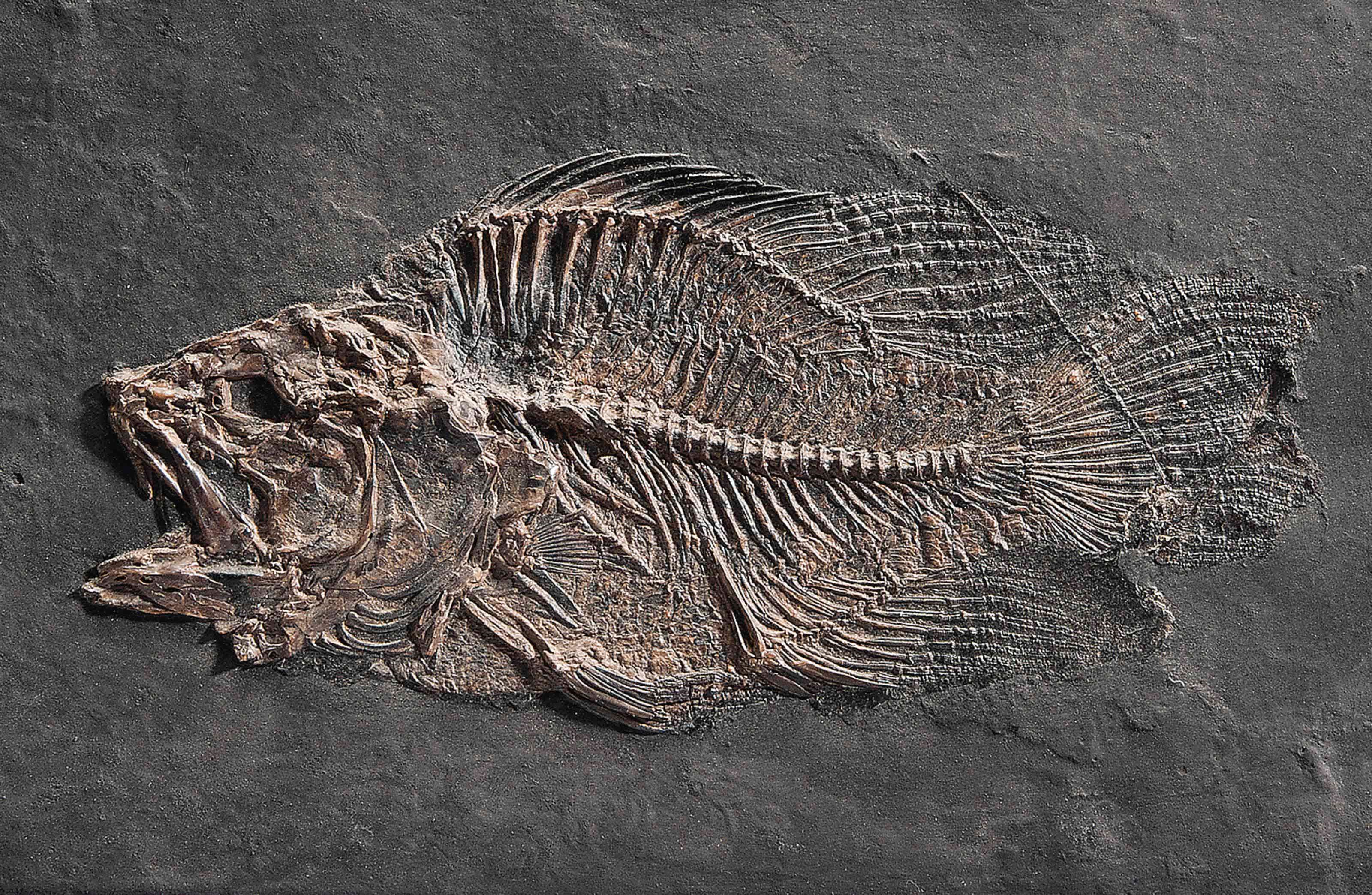A FOSSIL FISH