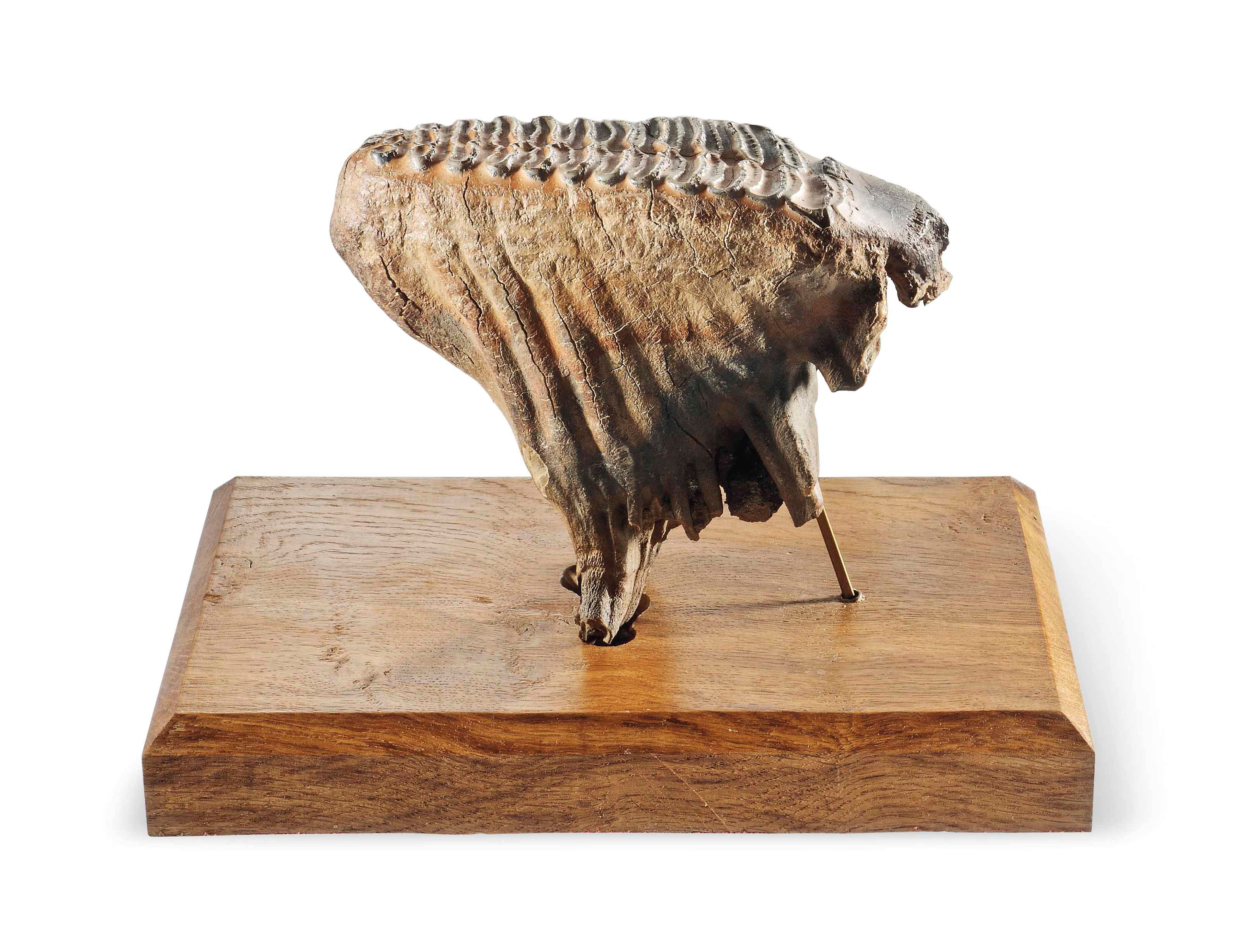 A MAMMOTH TOOTH