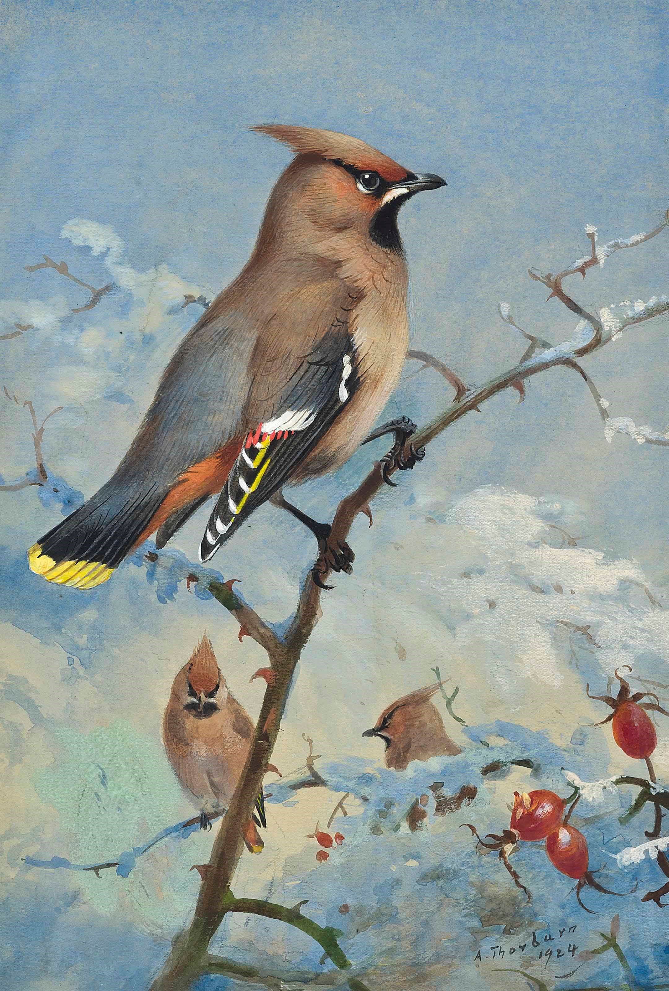 Archibald Thorburn (1860-1935)