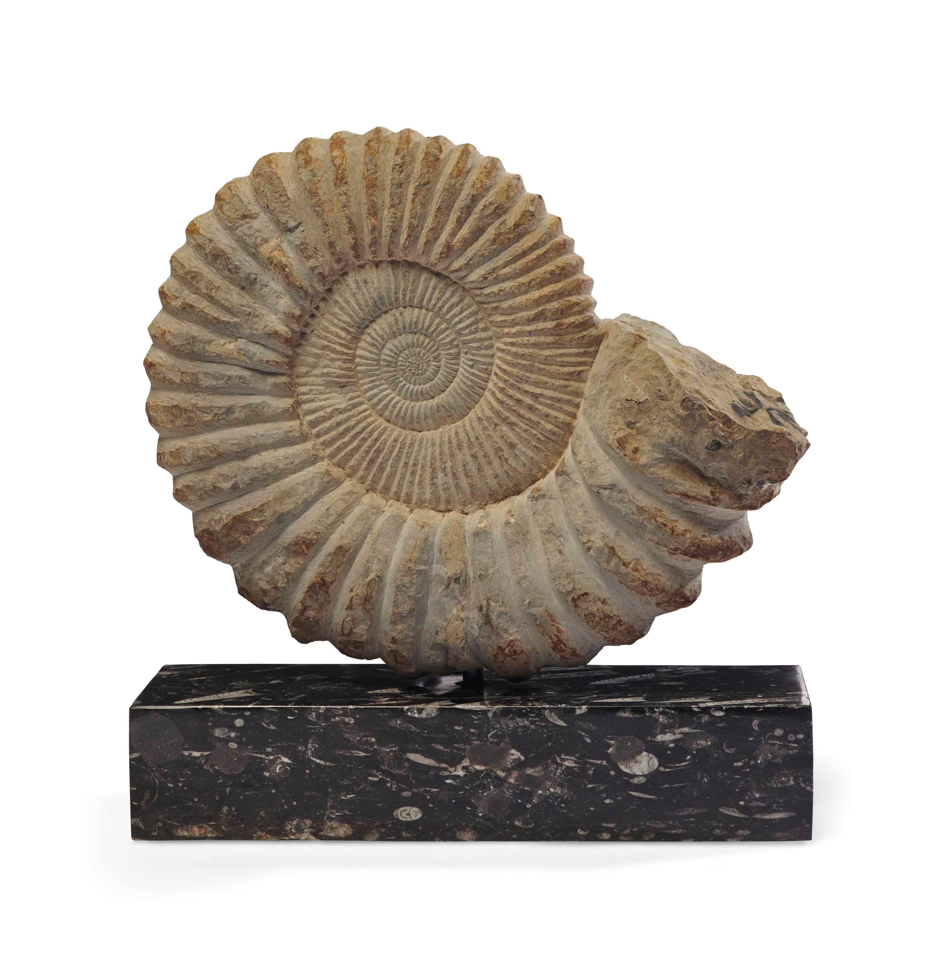 AMMONITE PERISPHINCTES