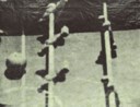 Sigmar Polke (1941-2010)