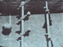 Sigmar Polke (1941-2010)