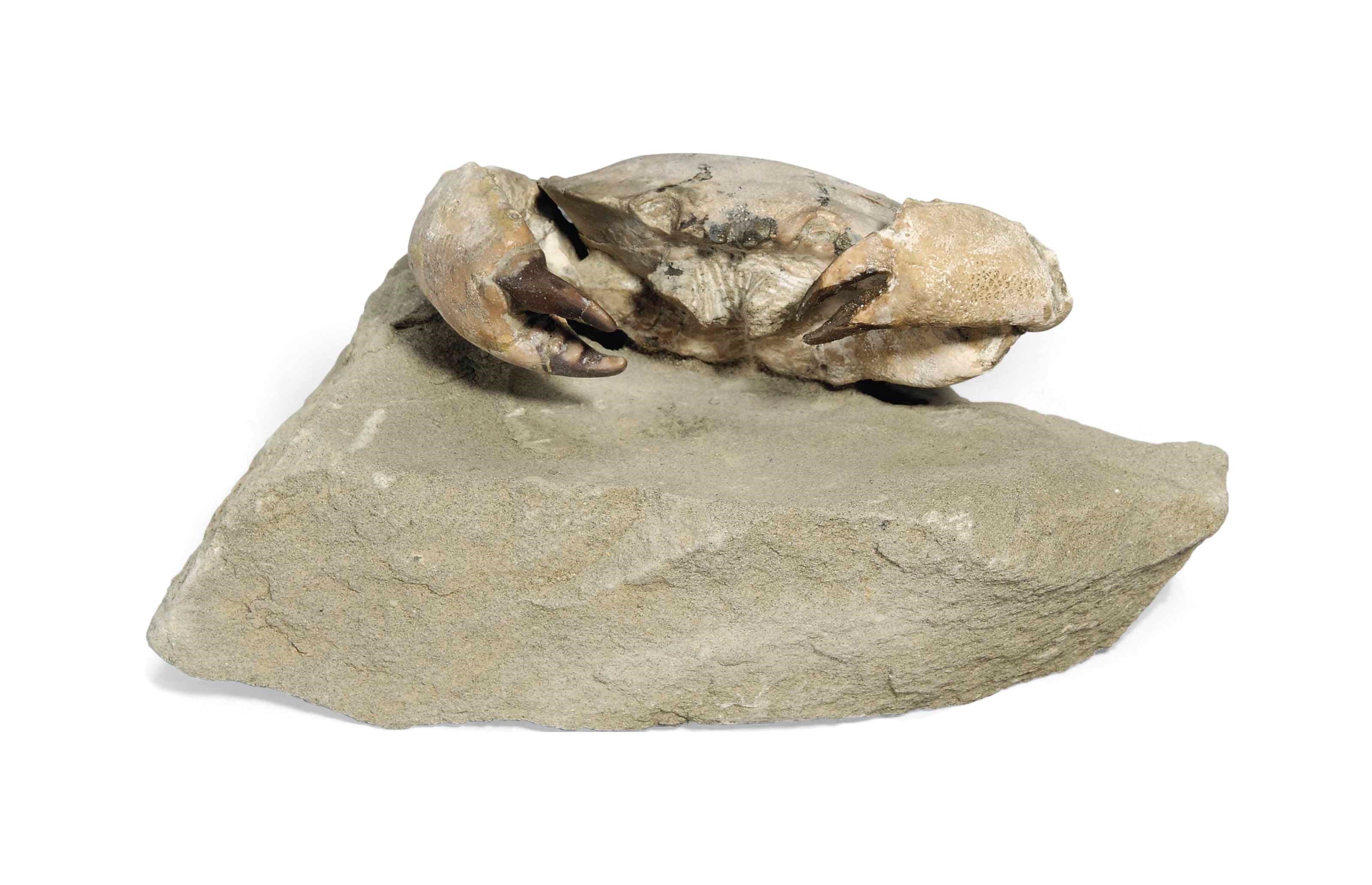 A Fossil Crab