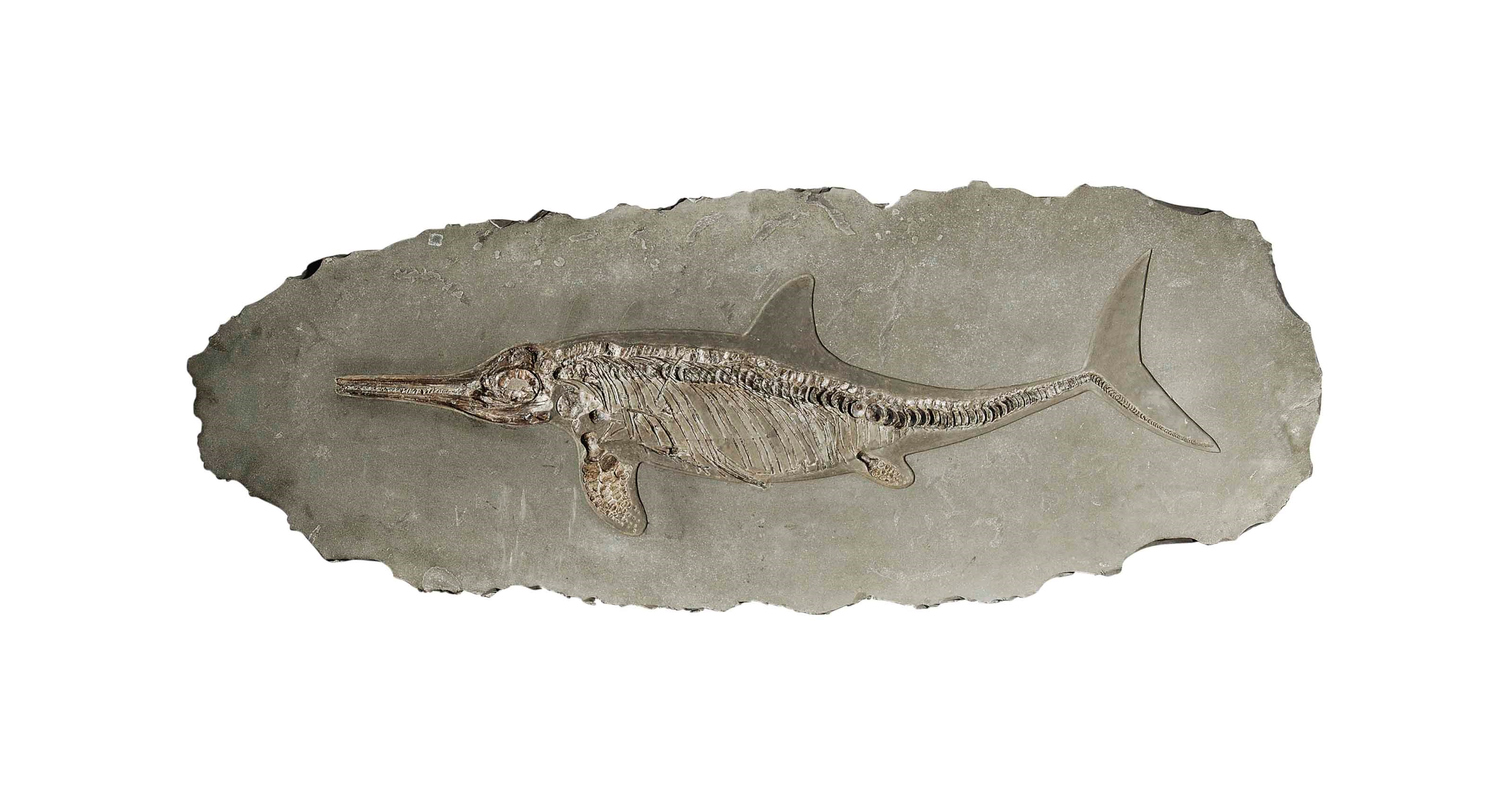 An ICHTHYOSAUR