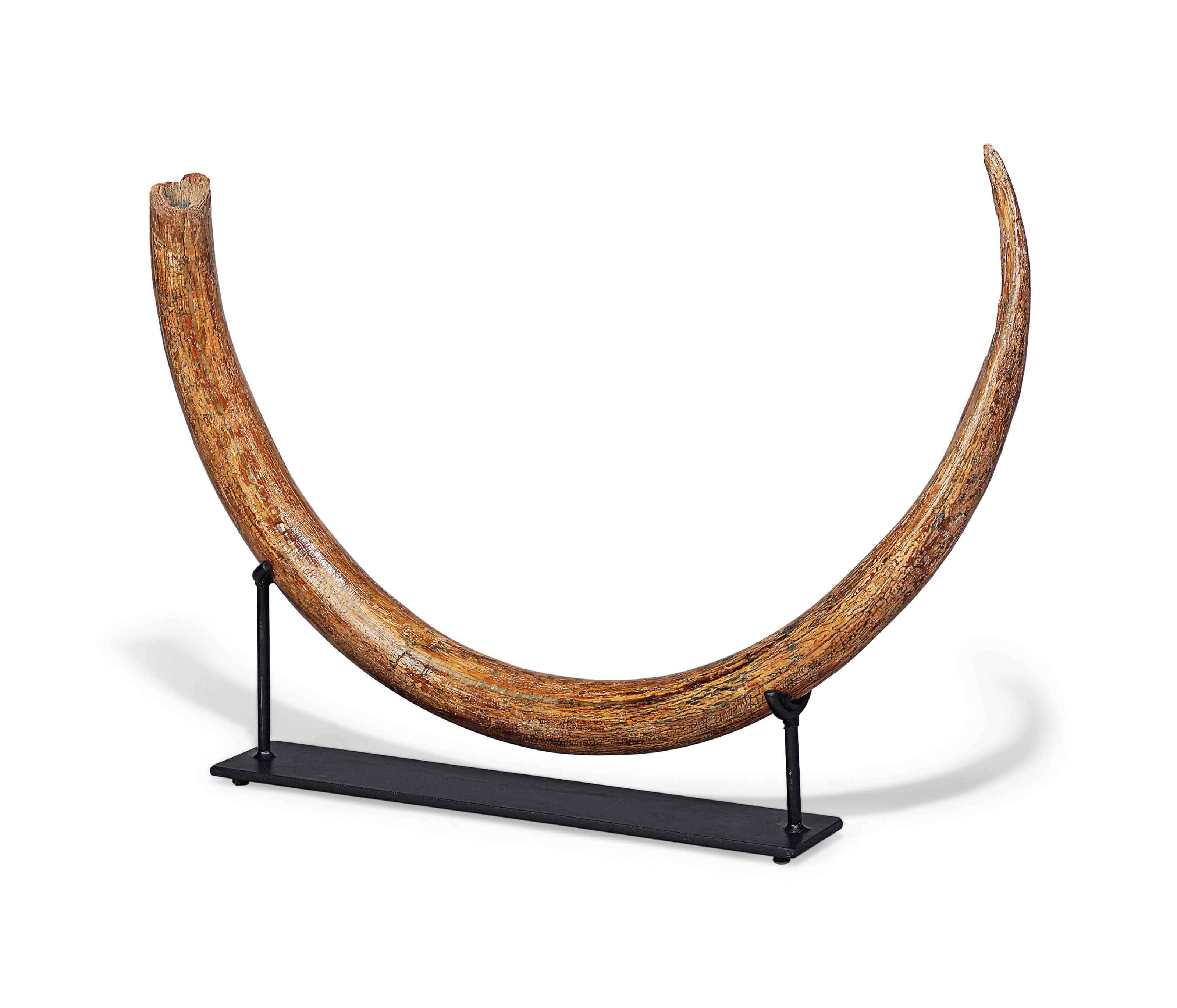 A JUVENILE MAMMOTH TUSK