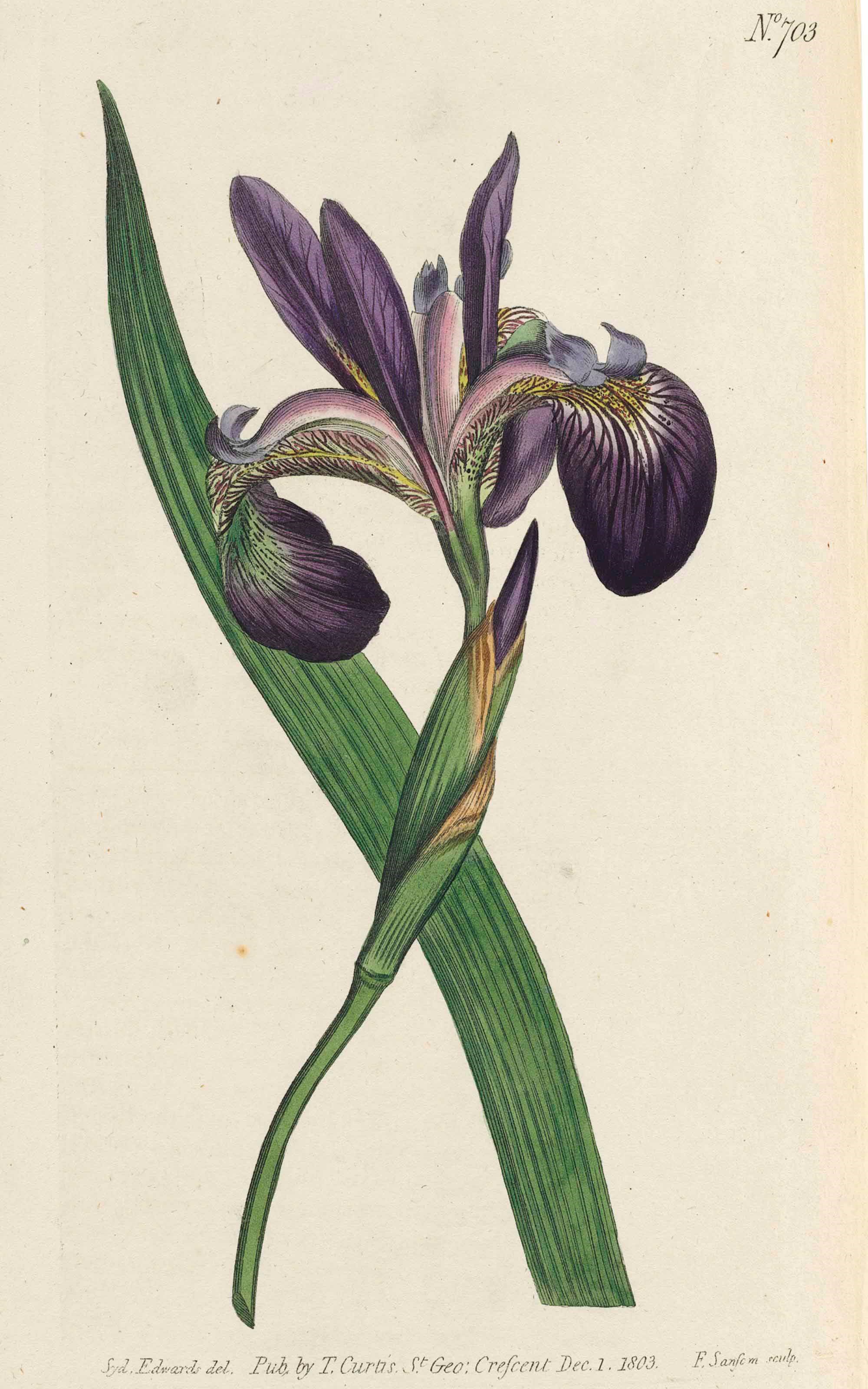 WILLIAM CURTIS (1746-1799) AND OTHERS