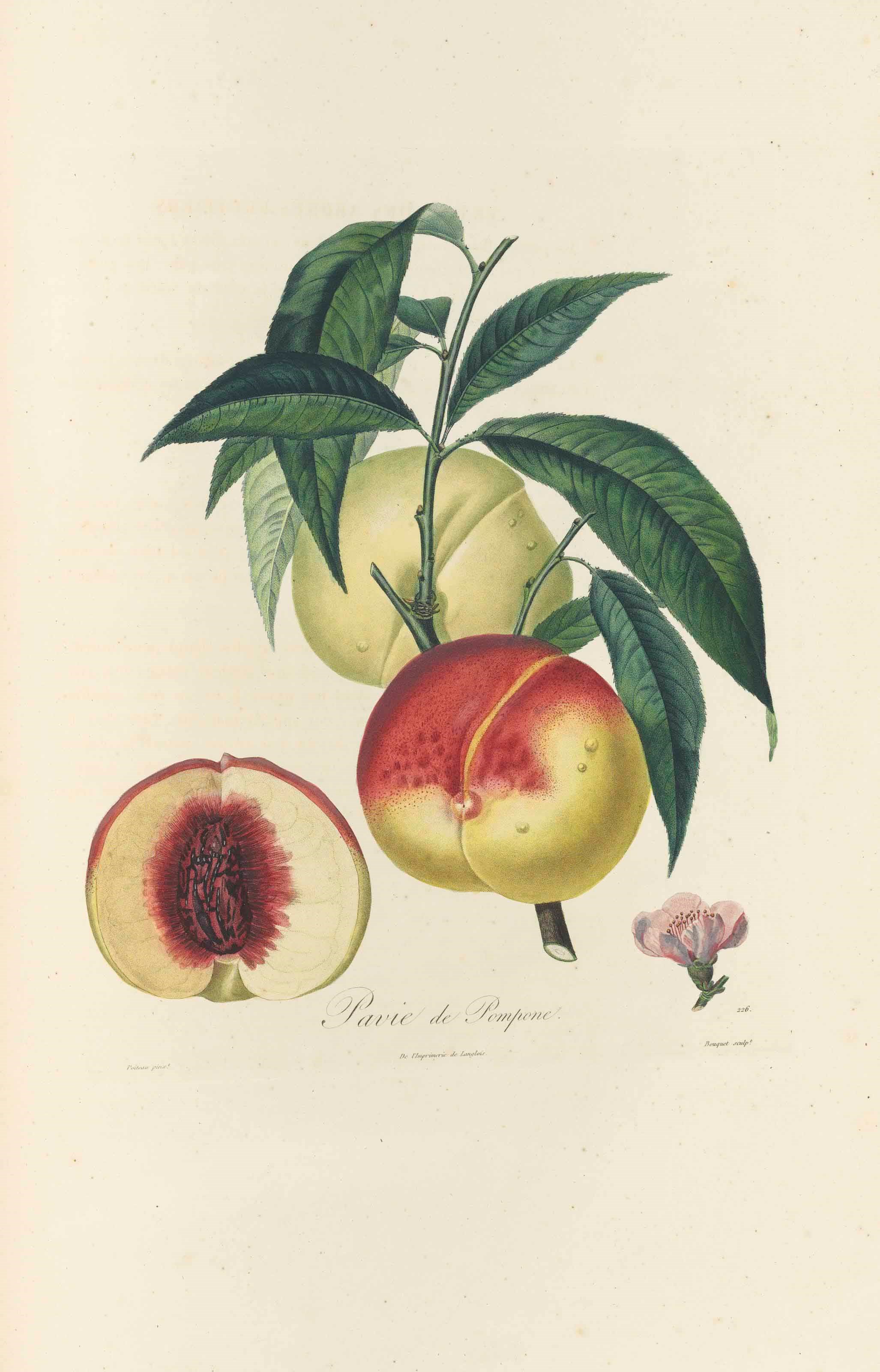HENRI-LOUIS DUHAMEL DU MONCEAU (1700-1782)