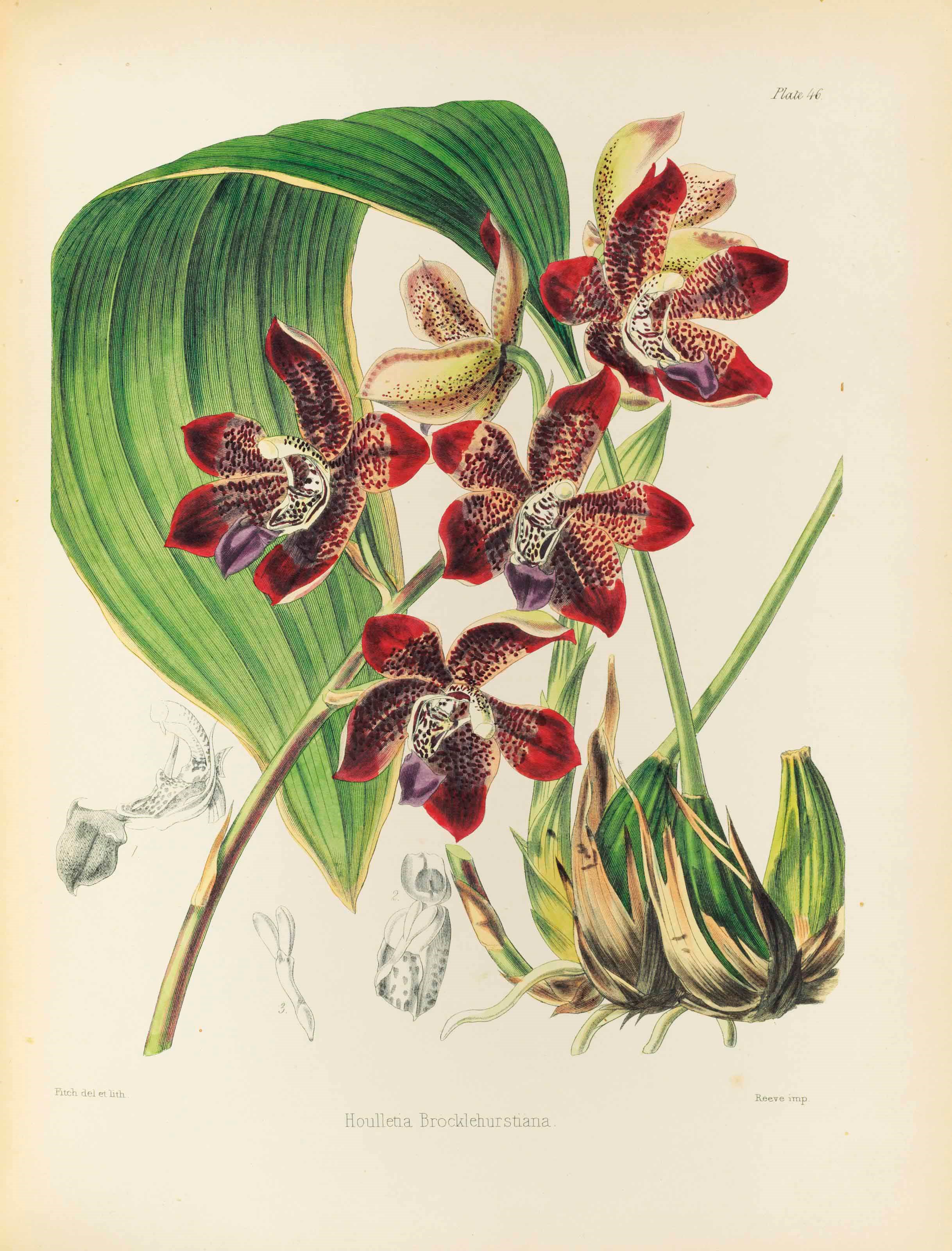 SIR WILLIAM JACKSON HOOKER (1785-1865)