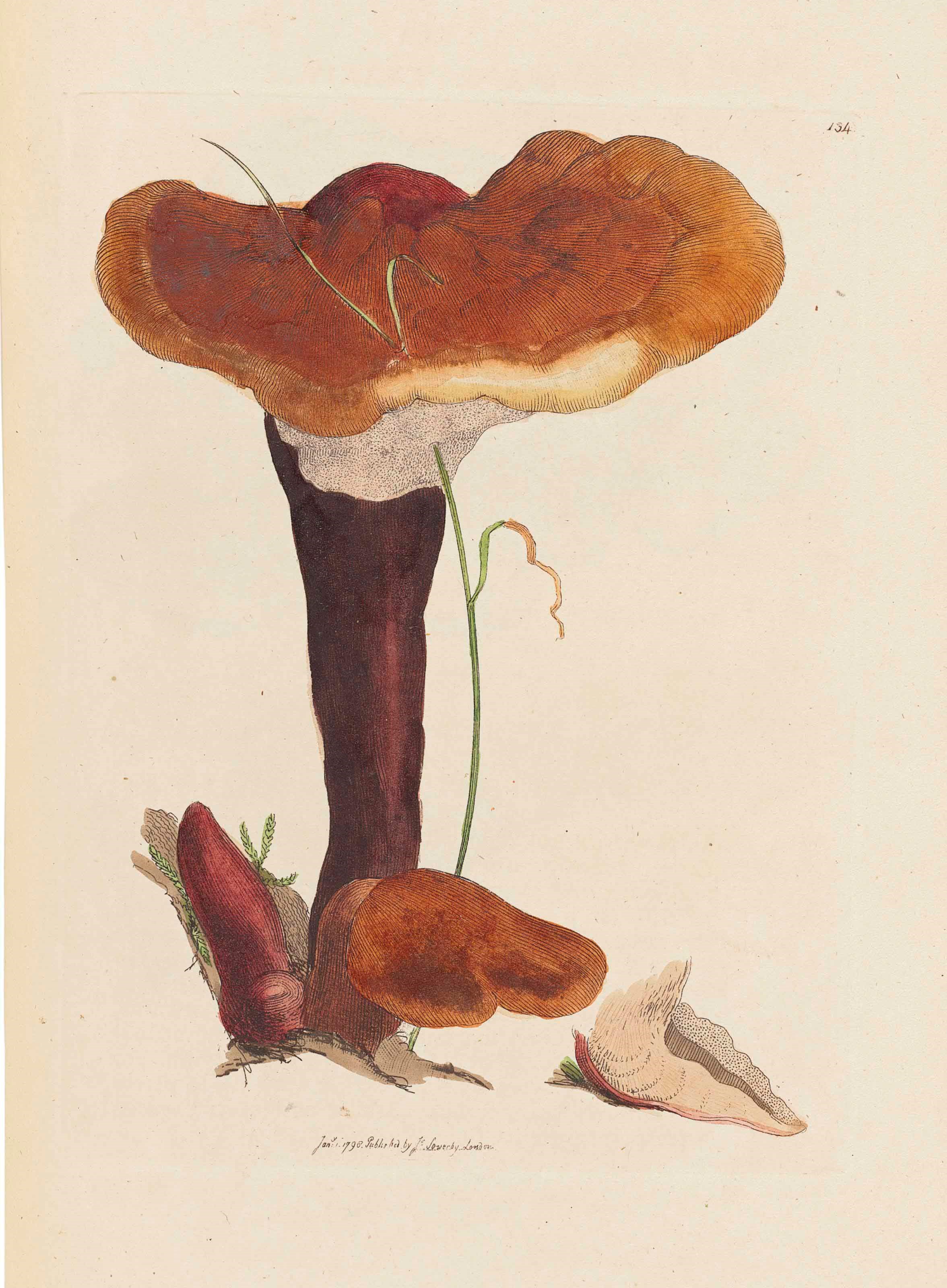 JAMES SOWERBY (1757-1822)