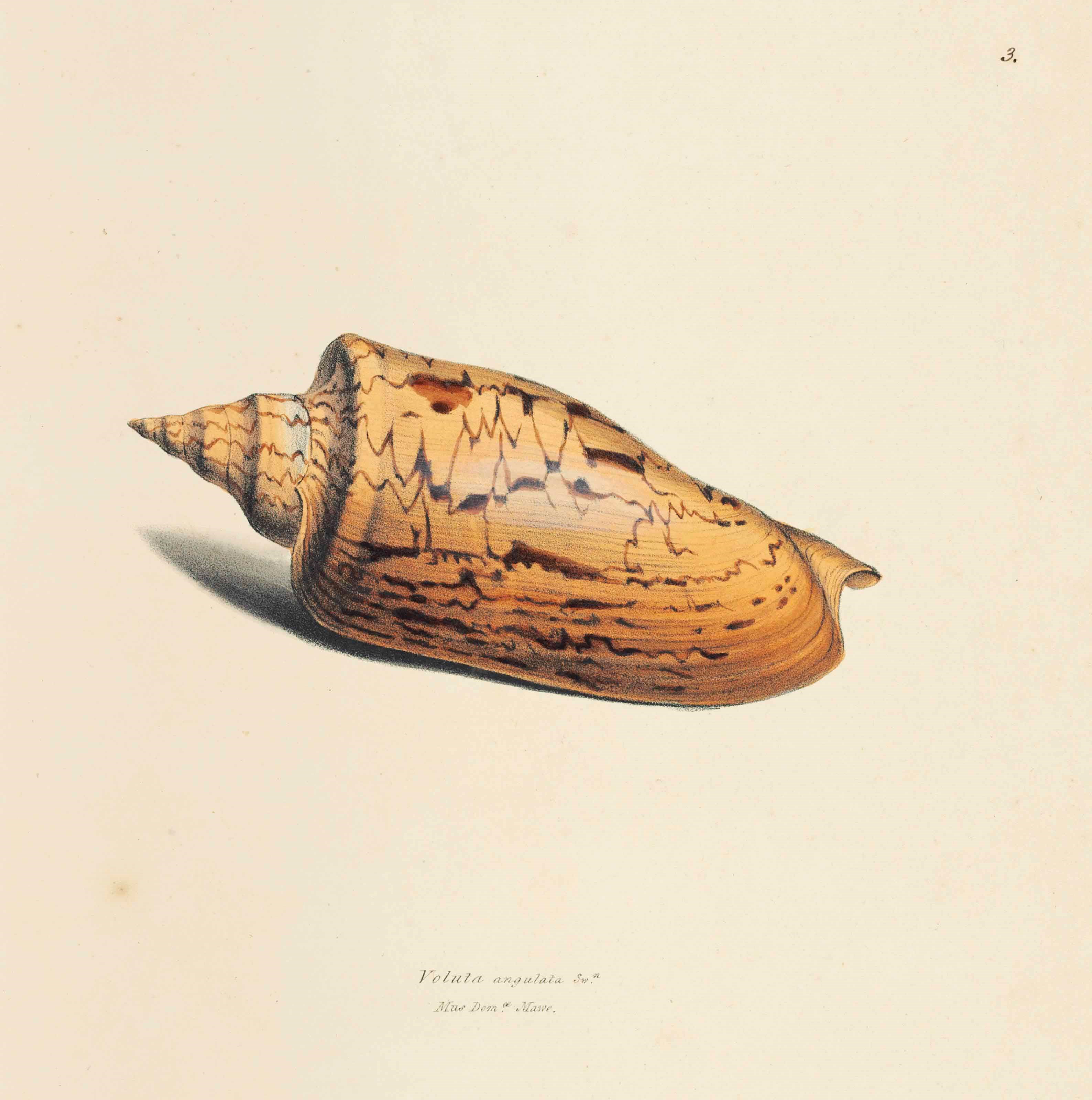 WILLIAM SWAINSON (1789-1855)