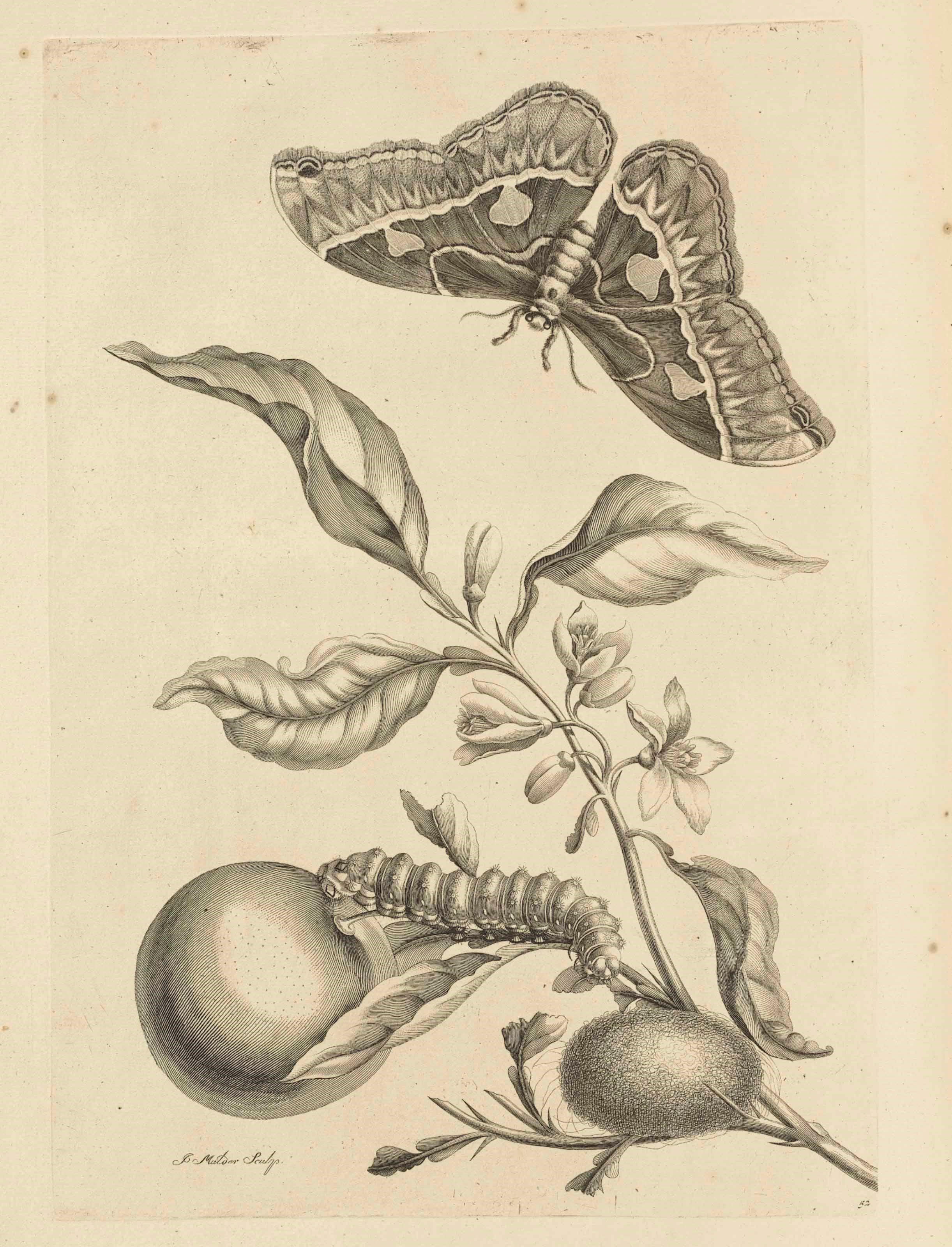 MARIA SIBYLLA MERIAN (1647-1717)