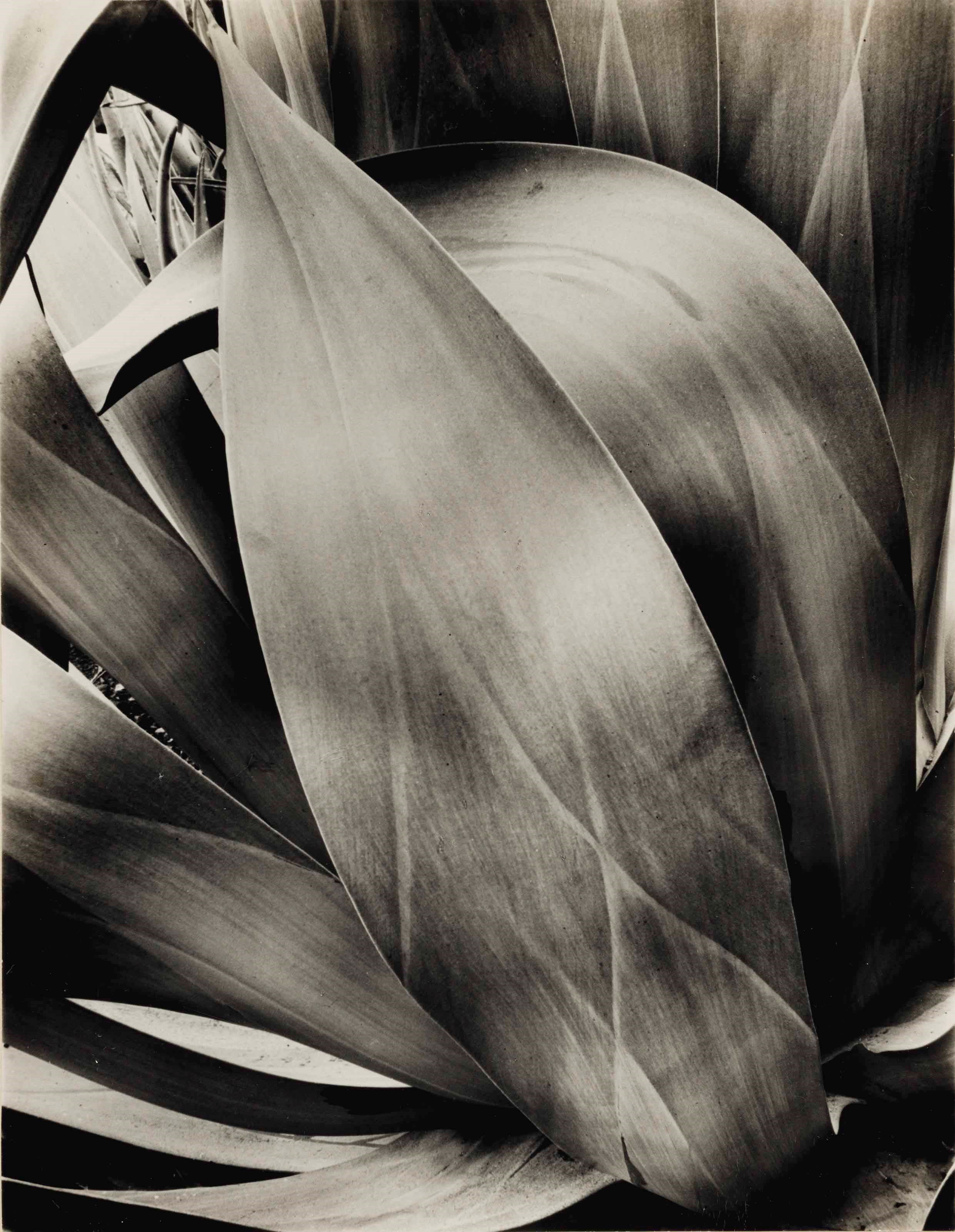 BRETT WESTON (1911-1993)