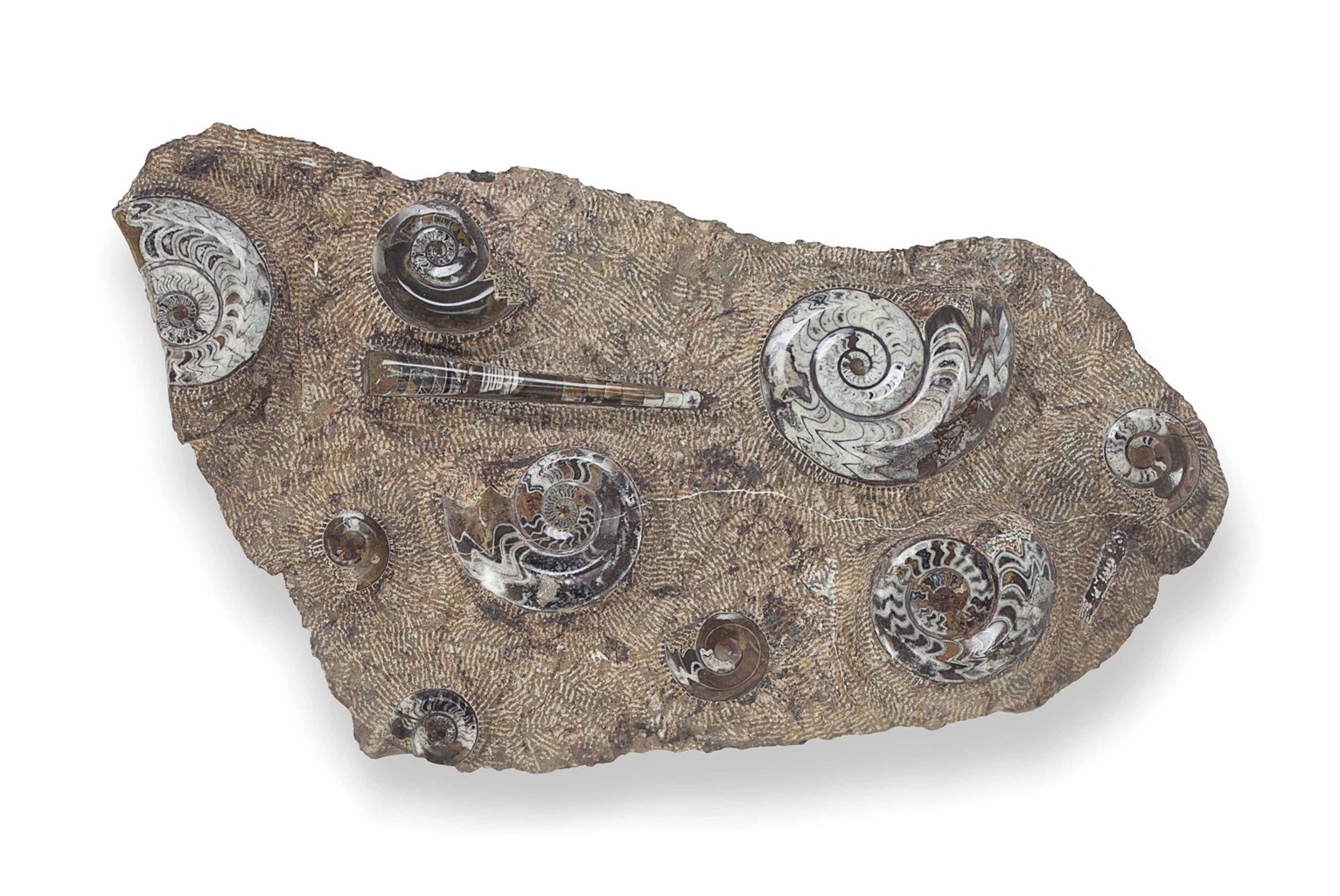 A FOSSILIZED MOLLUSK GROUP