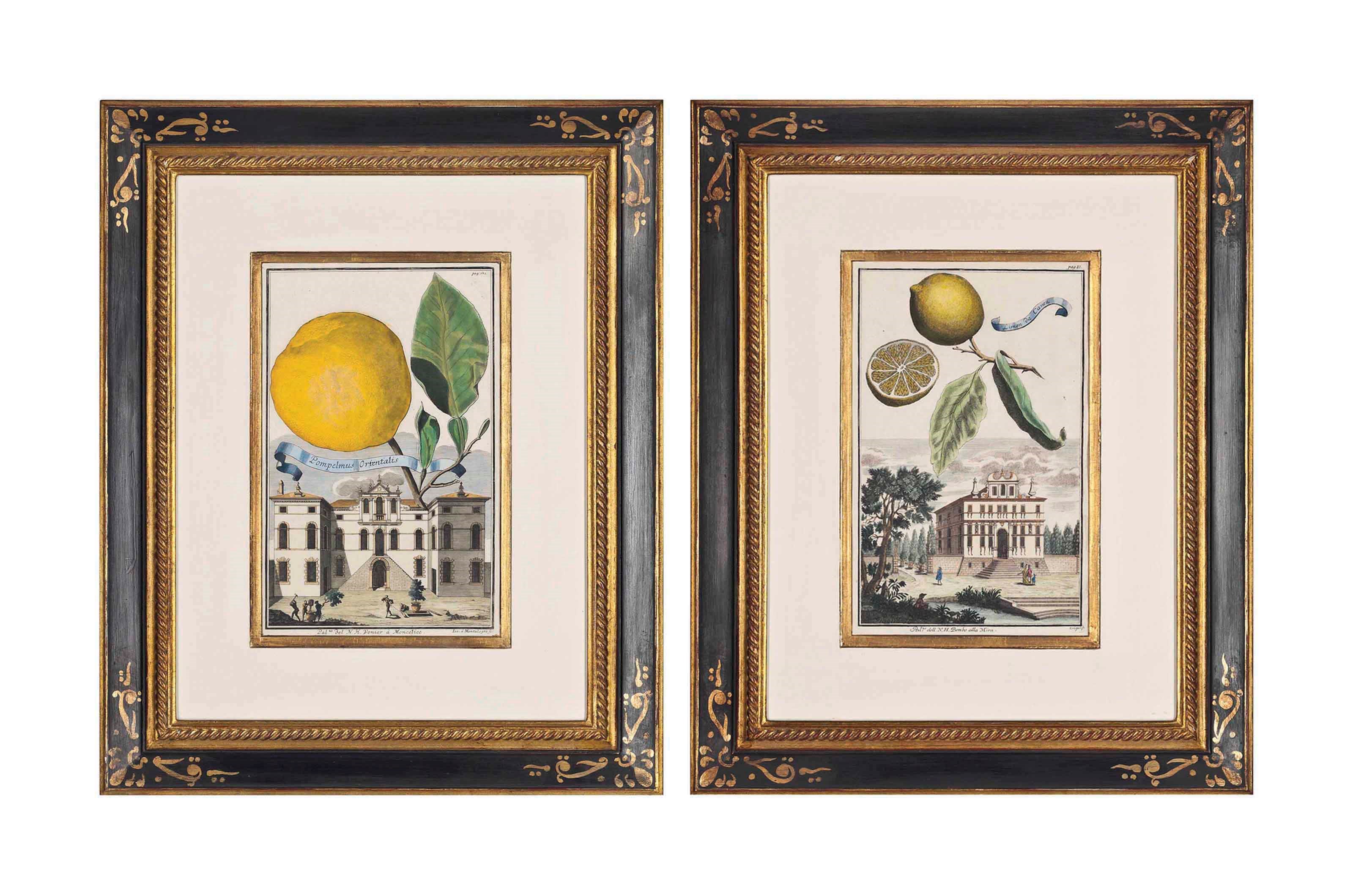 SIX HAND-COLOURED ENGRAVINGS OF CITRUS FRUITS FROM `HESPERIDES NURNBERGISCHE'