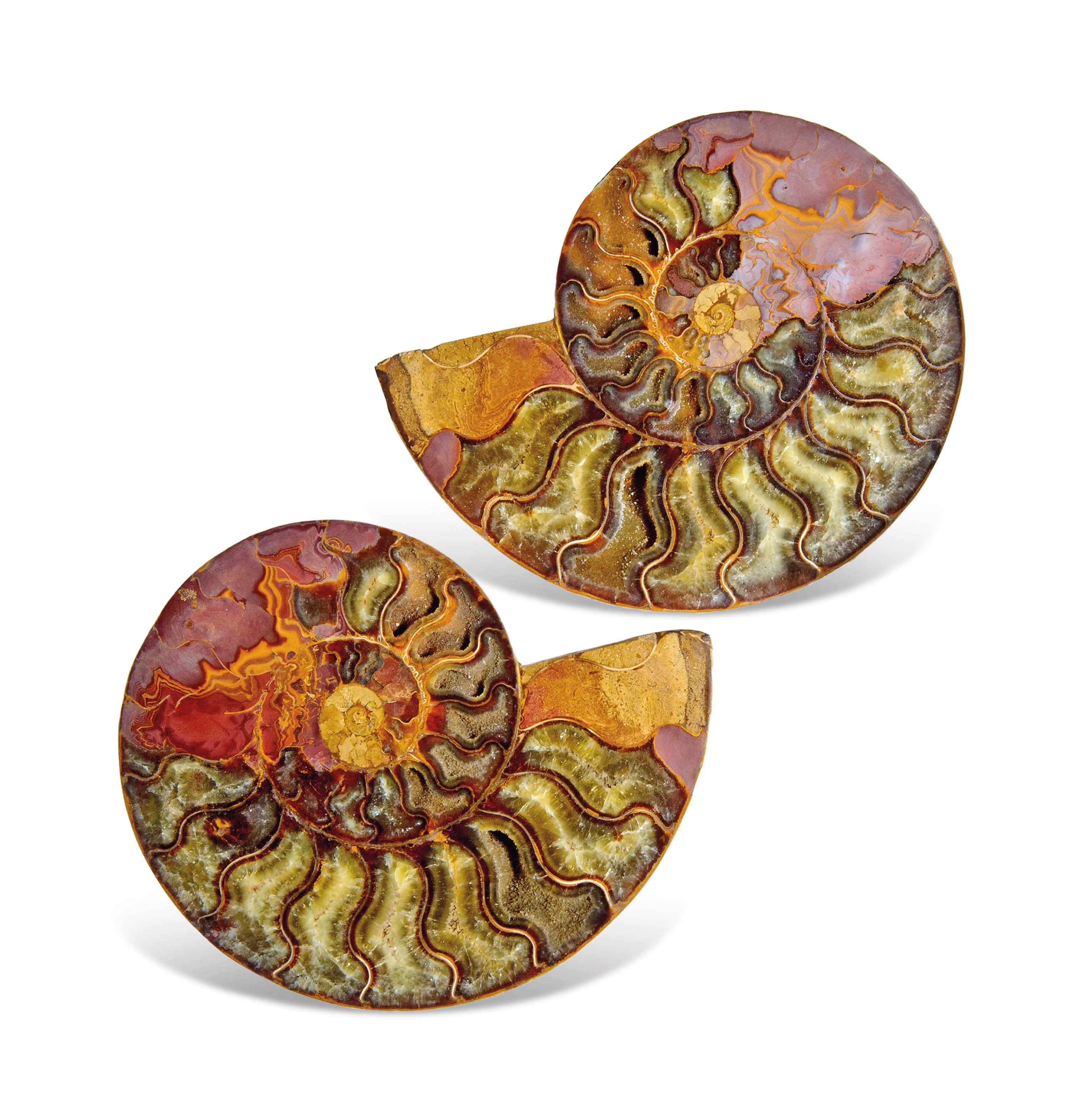 A SPLIT AMMONITE