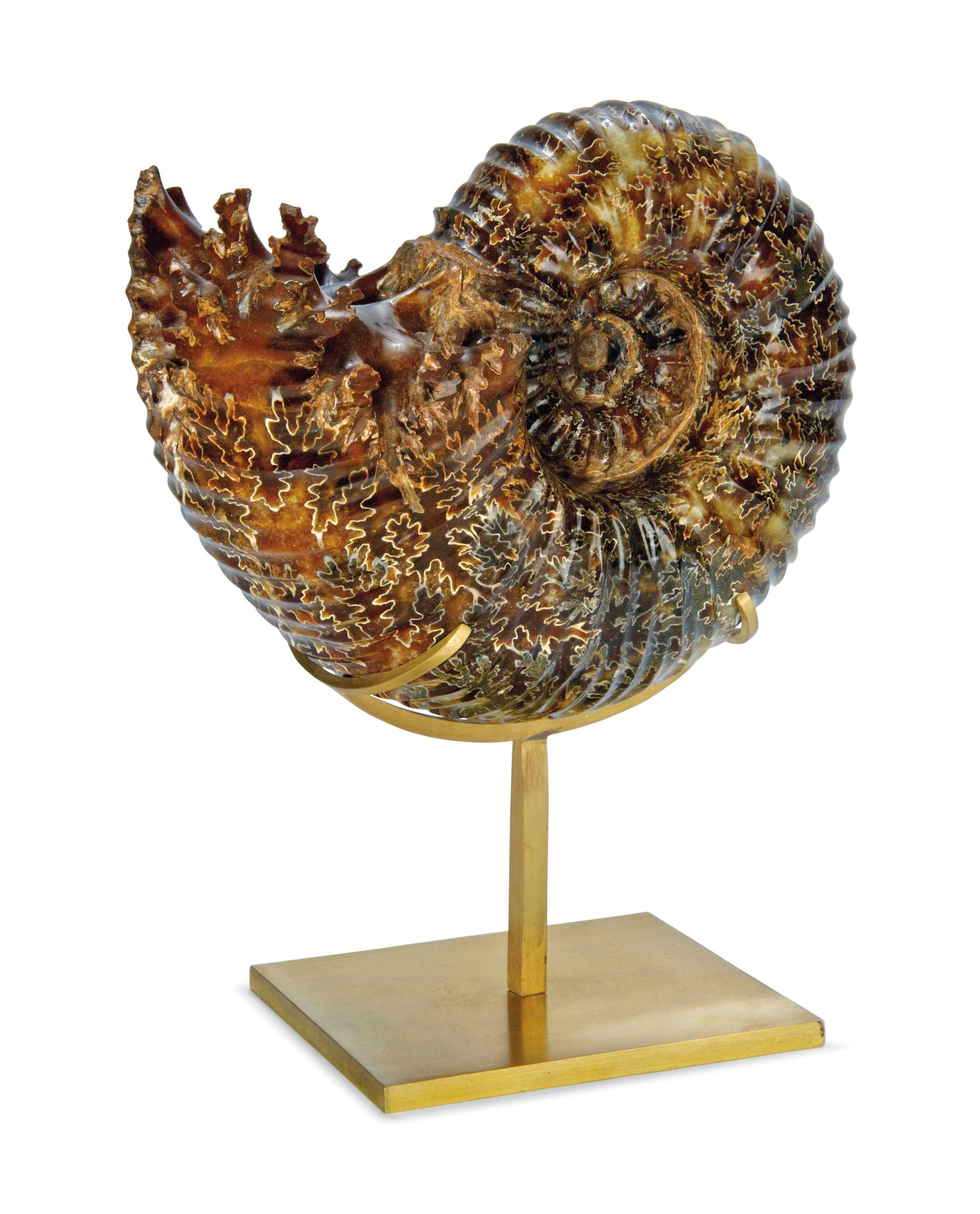 A POLISHED AMMONITE
