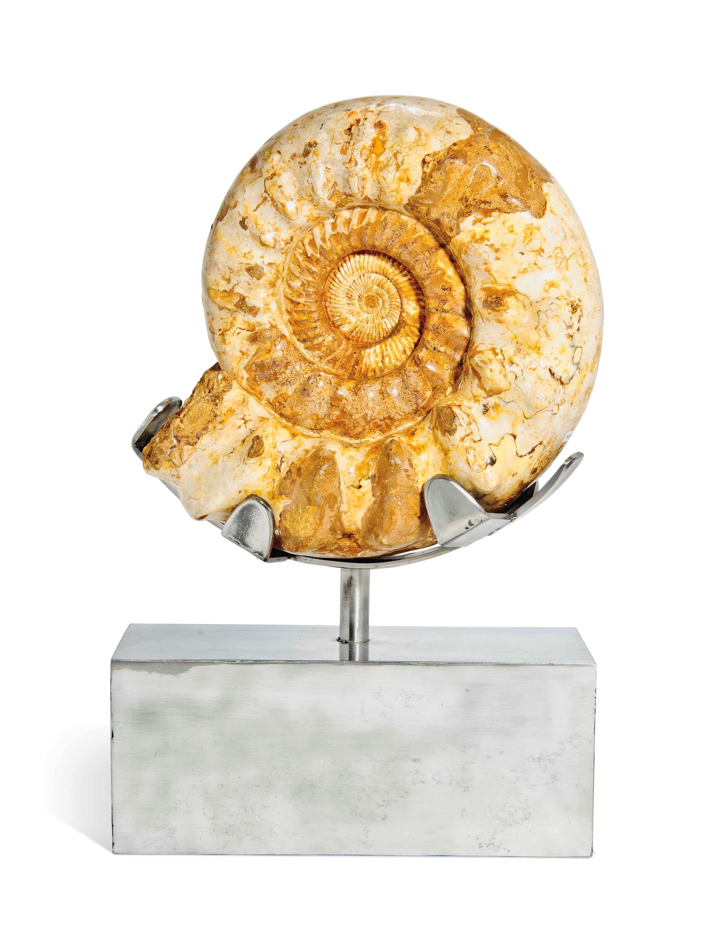 A Large Ammonite