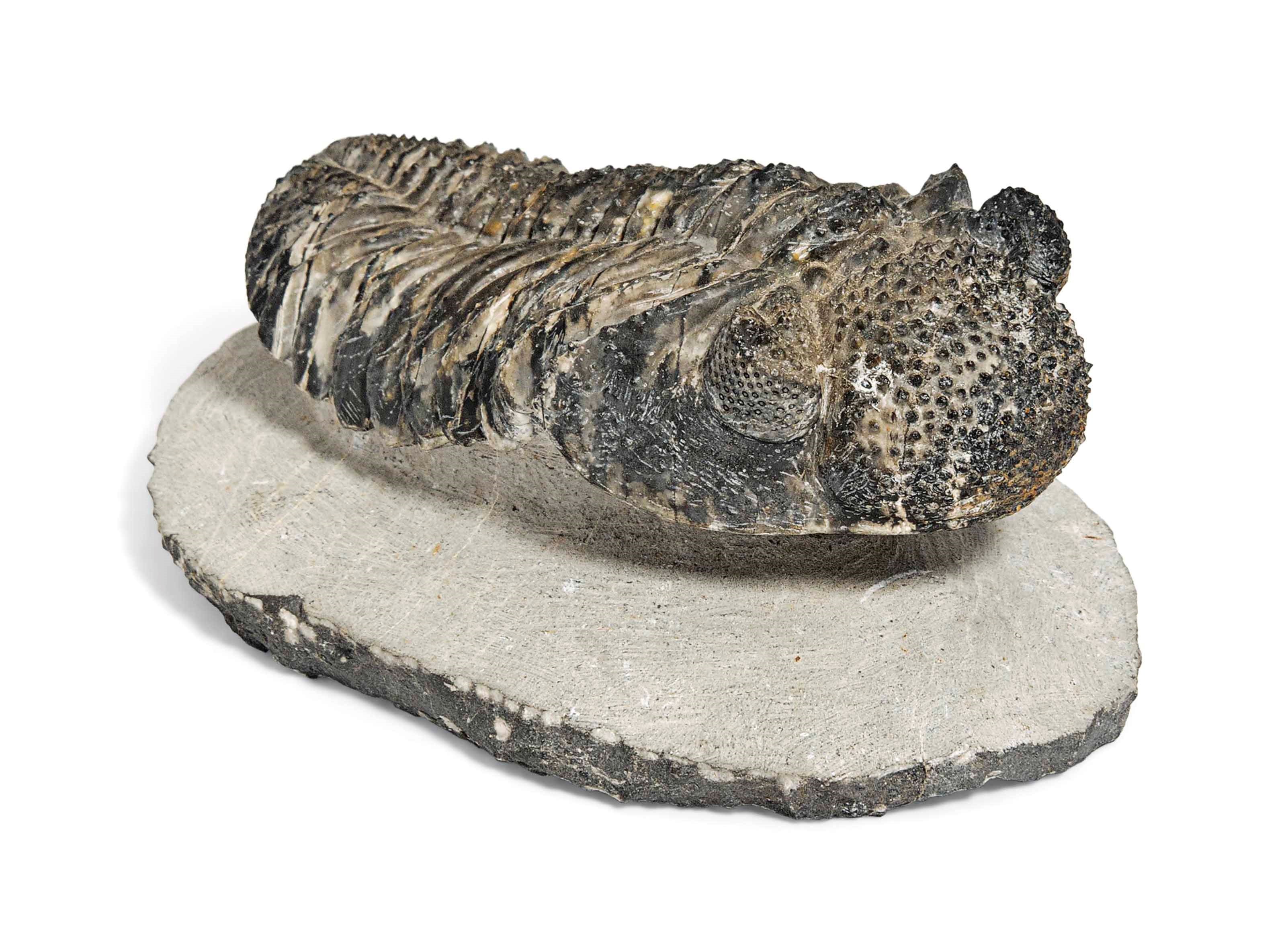 A TRILOBITE