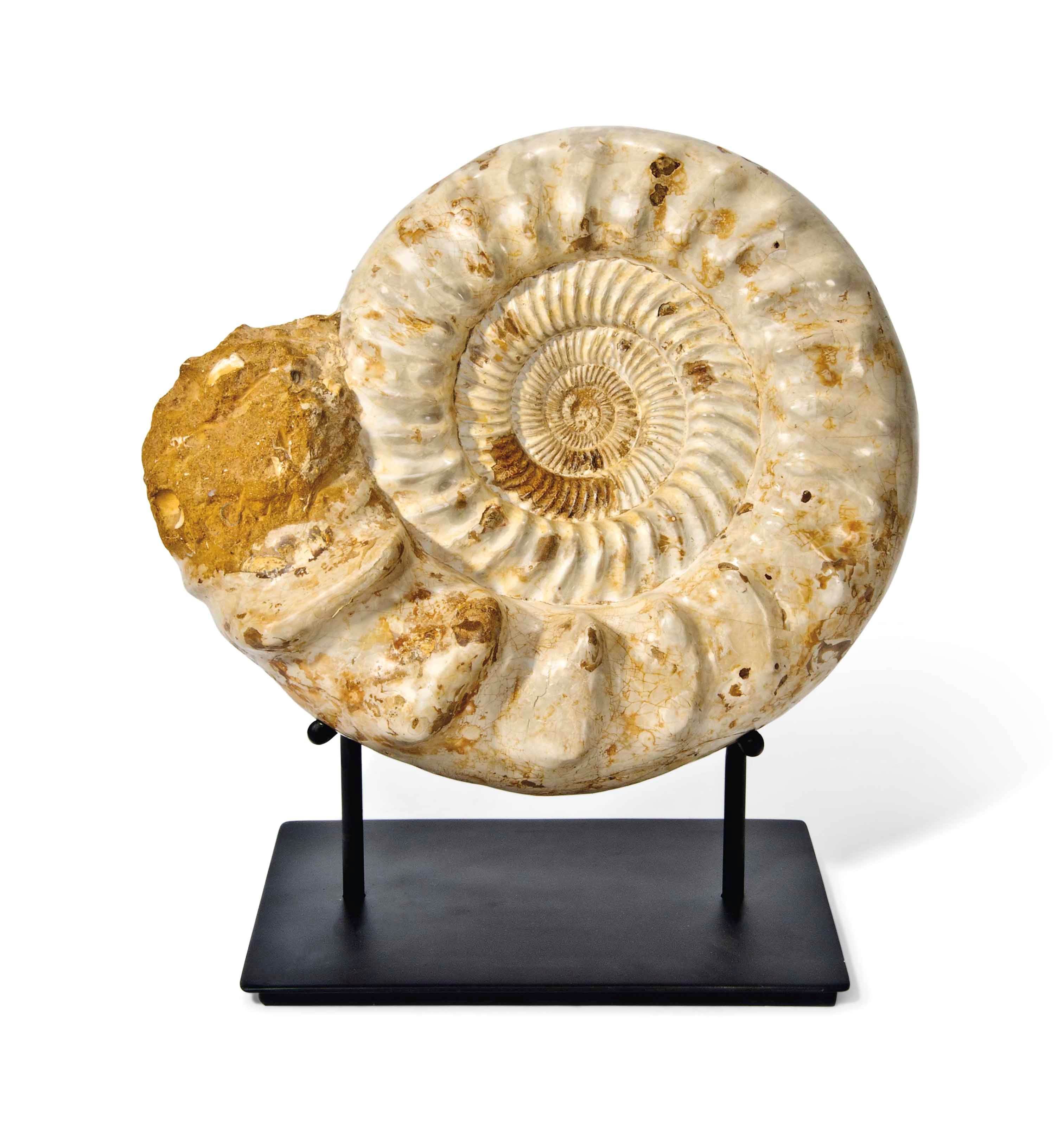 A LARGE AMMONITE