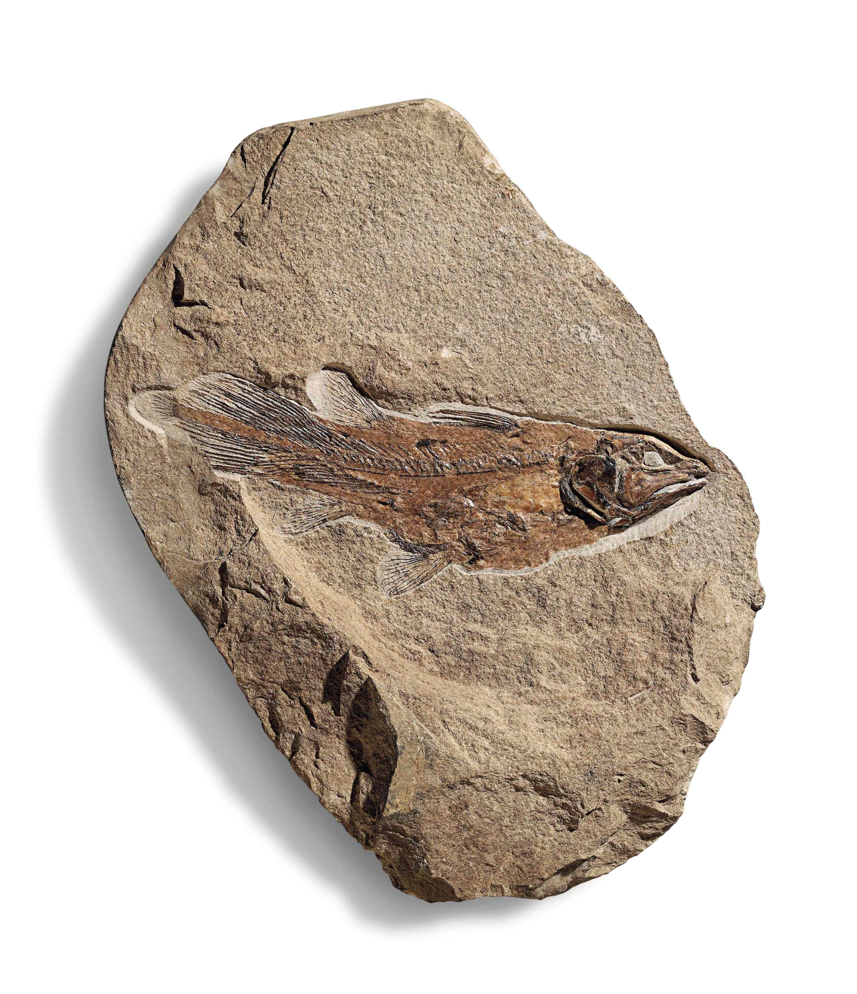 A COELACANTH