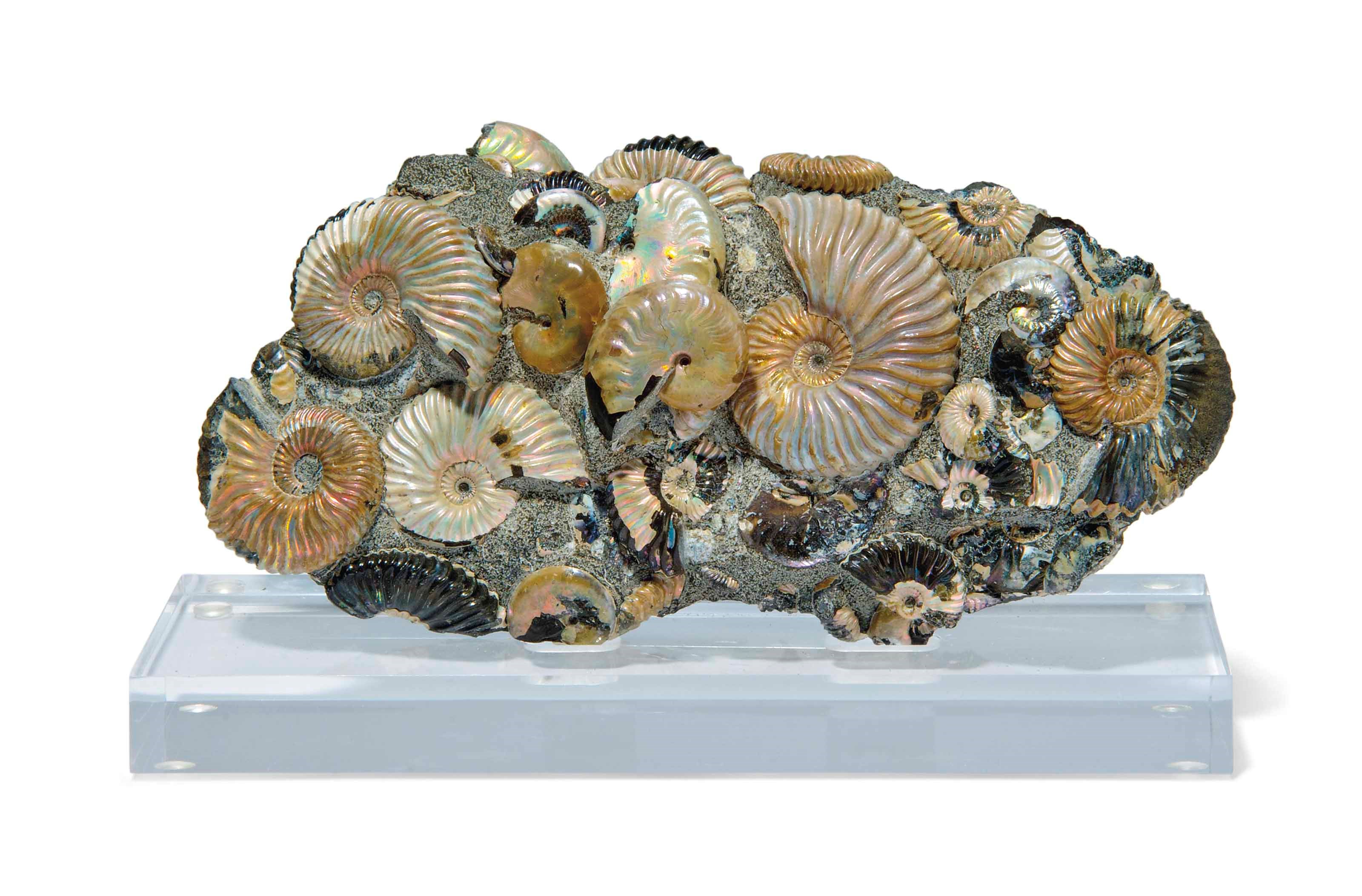 AN AMMONITE CLUSTER