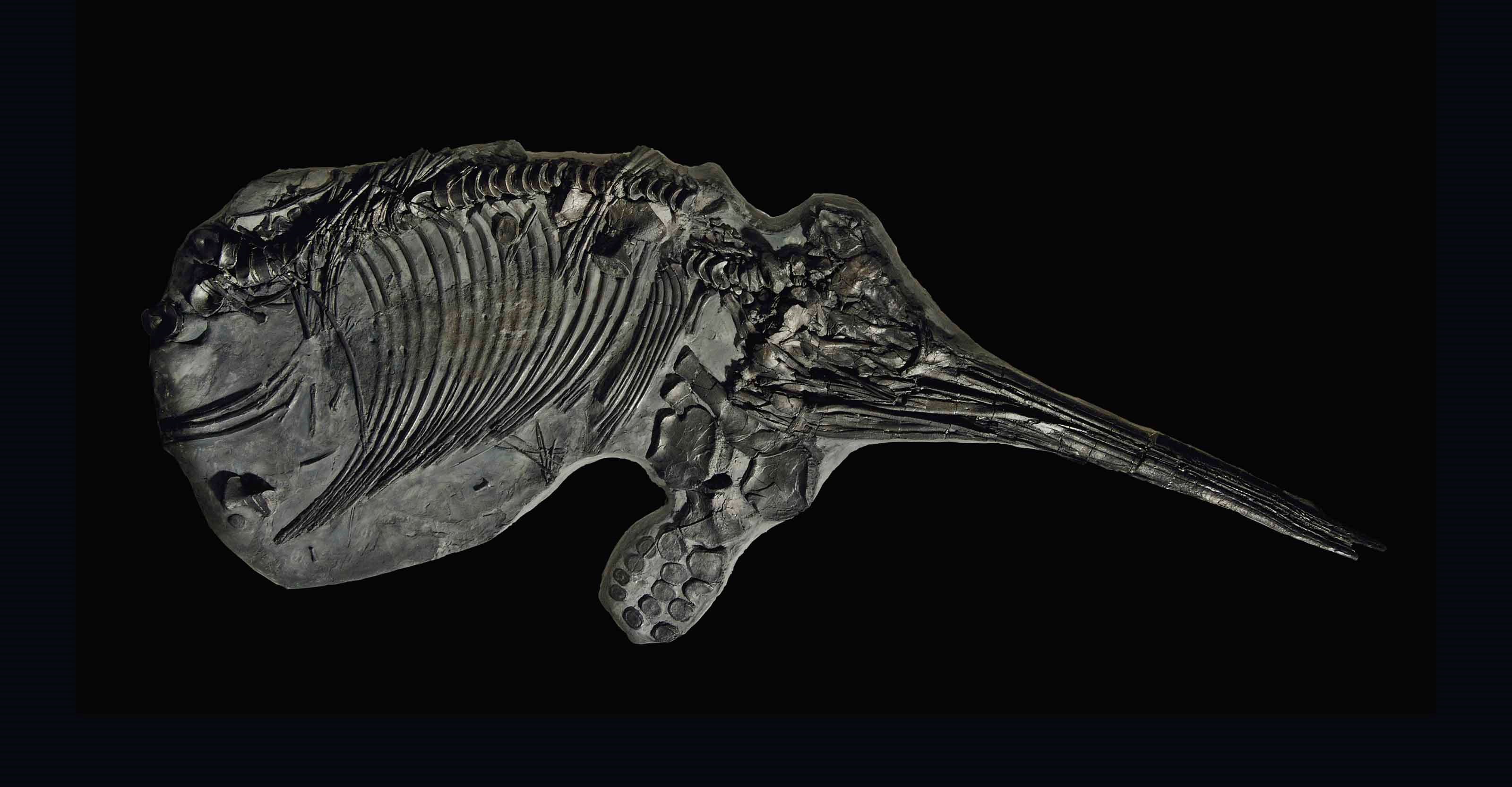 AN ENGLISH ICHTHYOSAUR