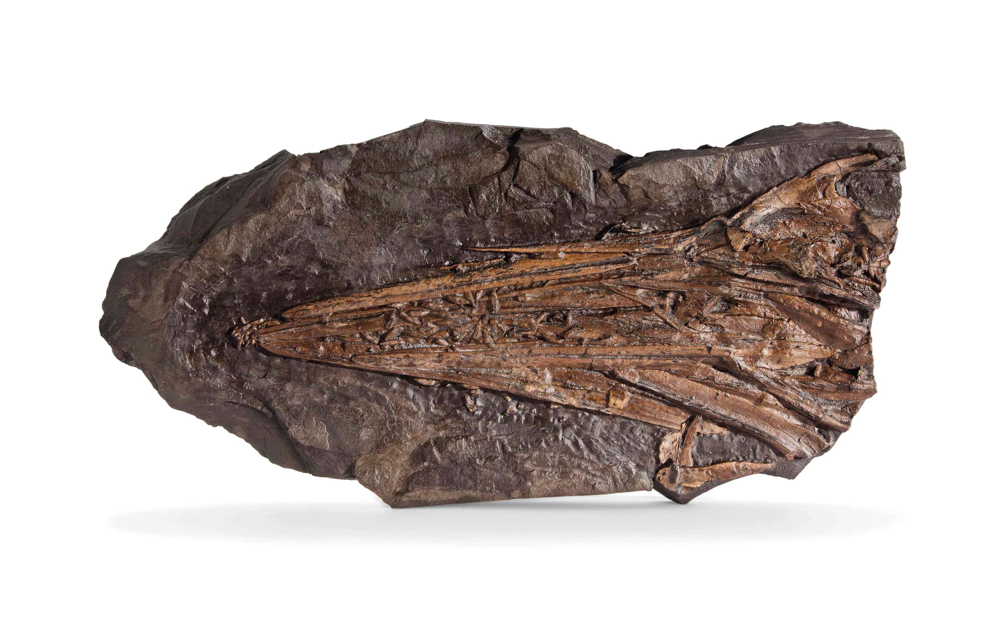 AN ICHTHYOSAUR SKULL