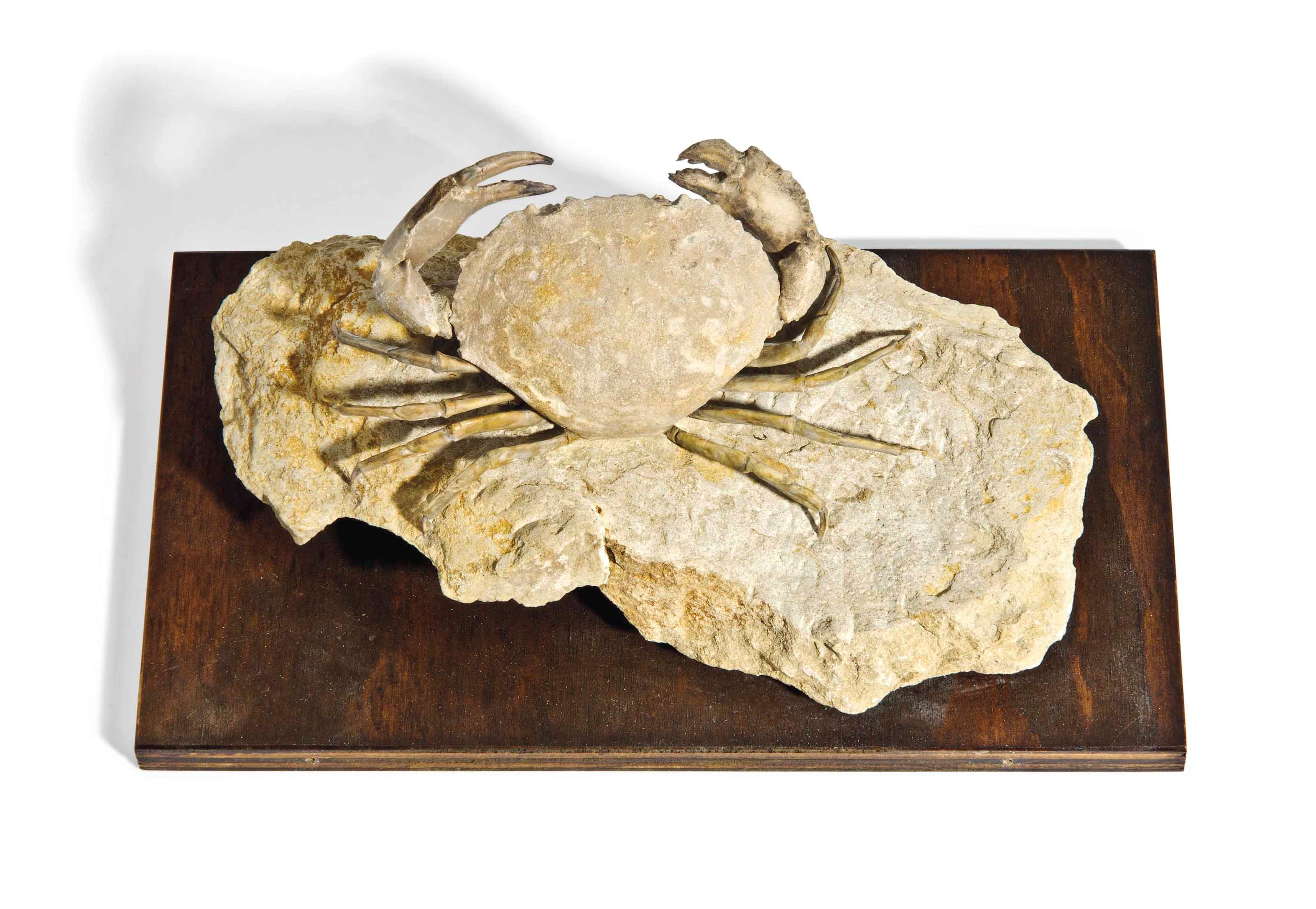 A Fossil Crab