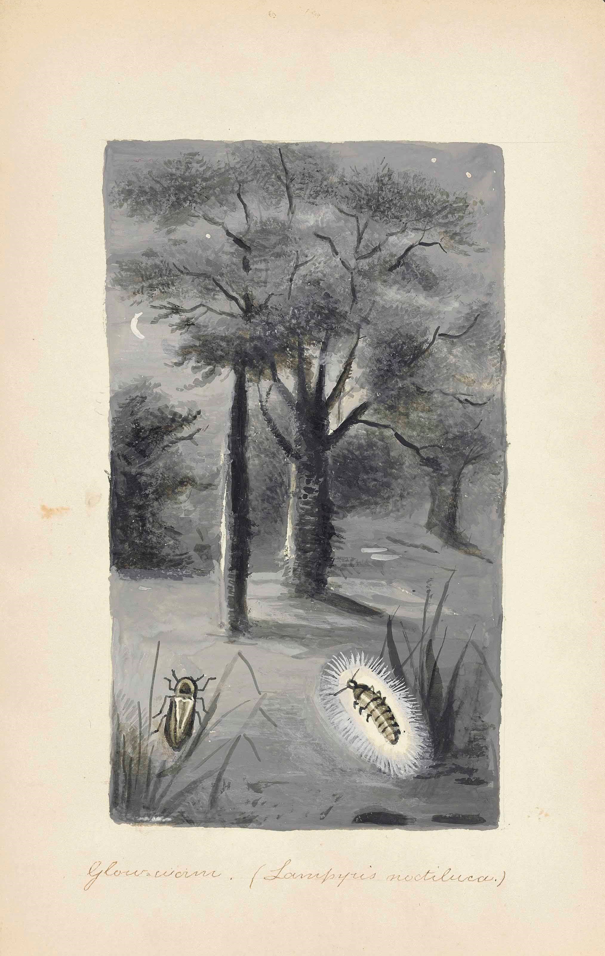 JOHNSON, Theophilus (1836-1919). Autograph manuscript notebook, 'Some Insects of Distinction' [Dartford, ?end of the 19th century], containing descriptive entries for 'Luminous Insects', 'Musical Insects' and 'Predaceous Insects' accompanied by 22 tipped-in watercolour and monochrome drawings, alongside 10 further watercolours of butterflies and flowers (9 of these initialled 'T.J.', apparently intended for a different work), 82 written pages, 8vo (227 x 145mm), (apparently unfinished). Card covers (detached).