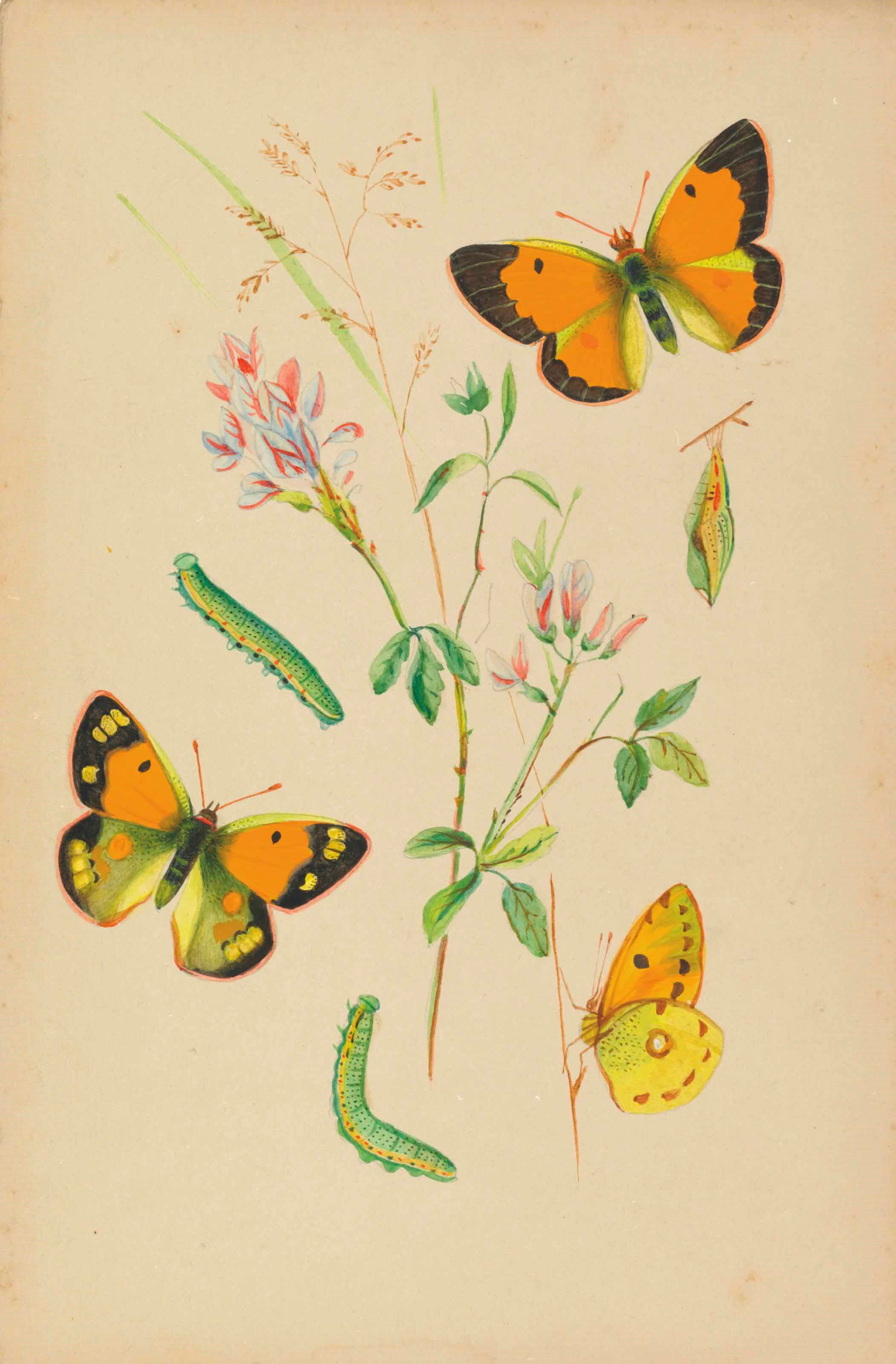 THEOPHILUS JOHNSON (1836-1919)