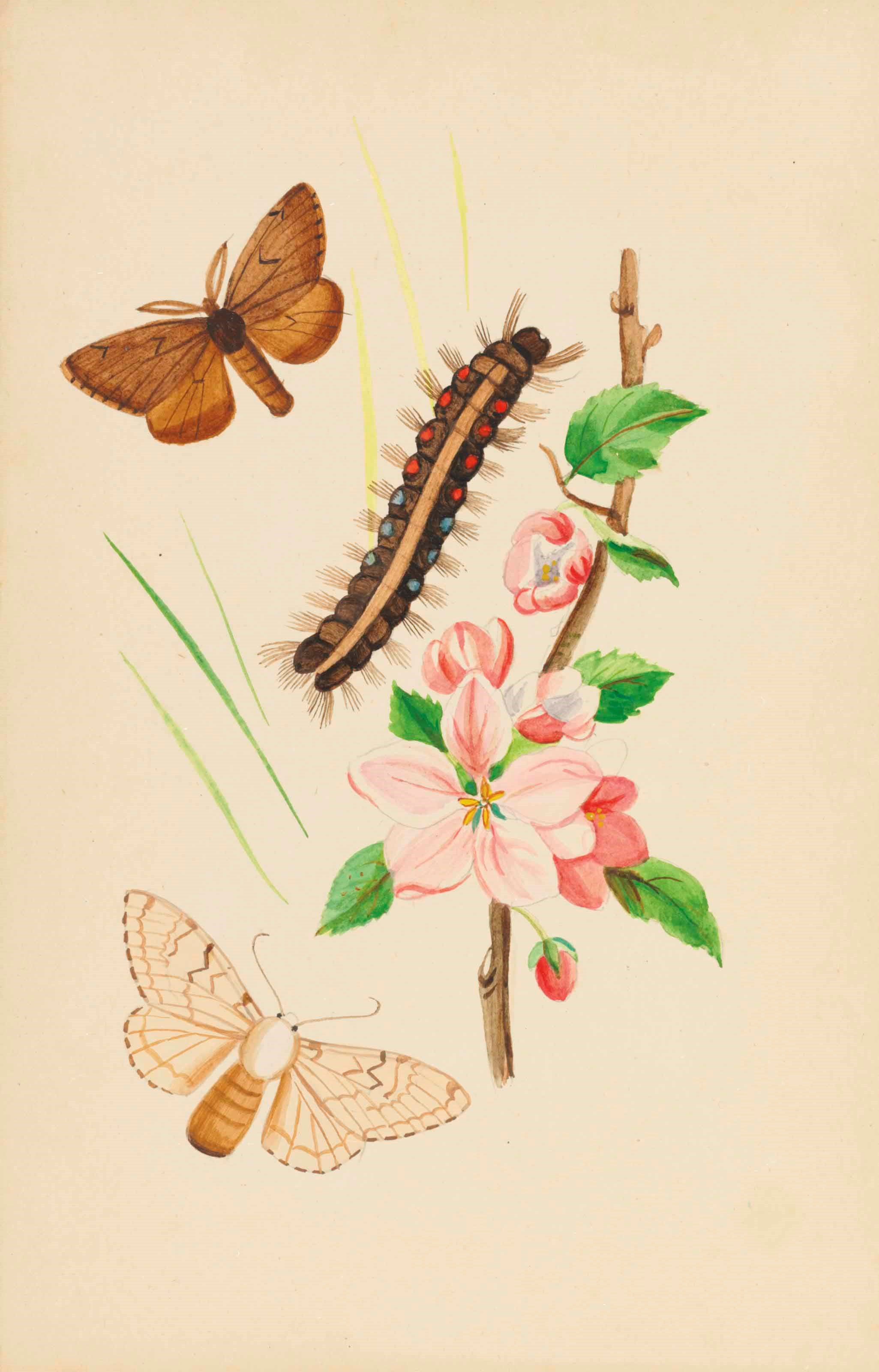 THEOPHILUS JOHNSON (1836-1919)