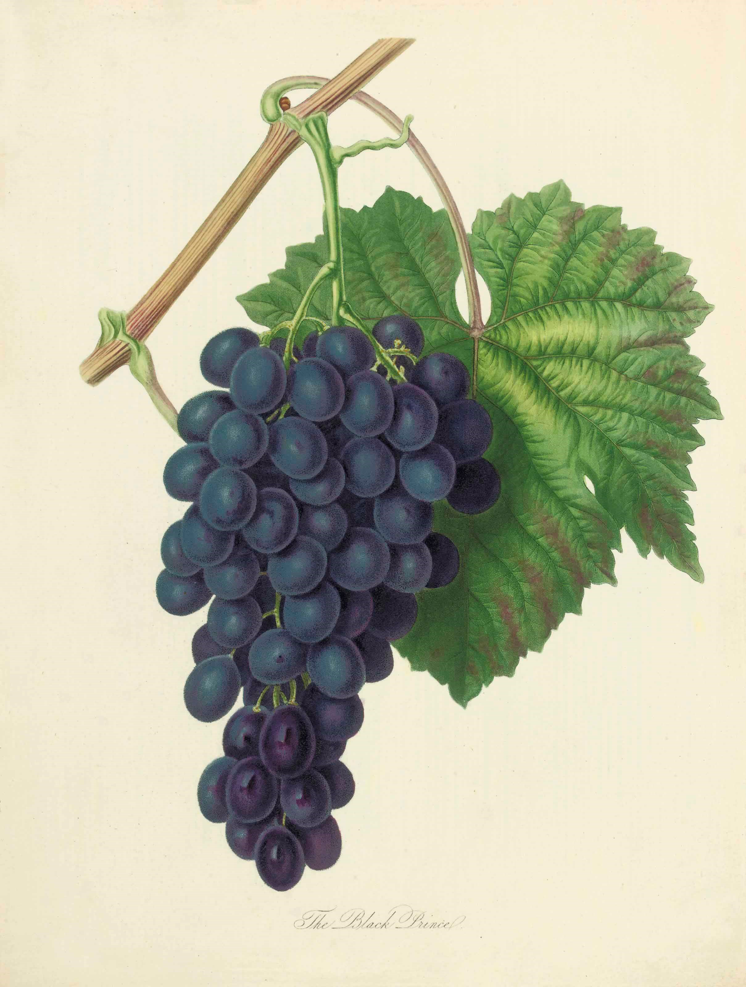 WILLIAM HOOKER (1779-1832)