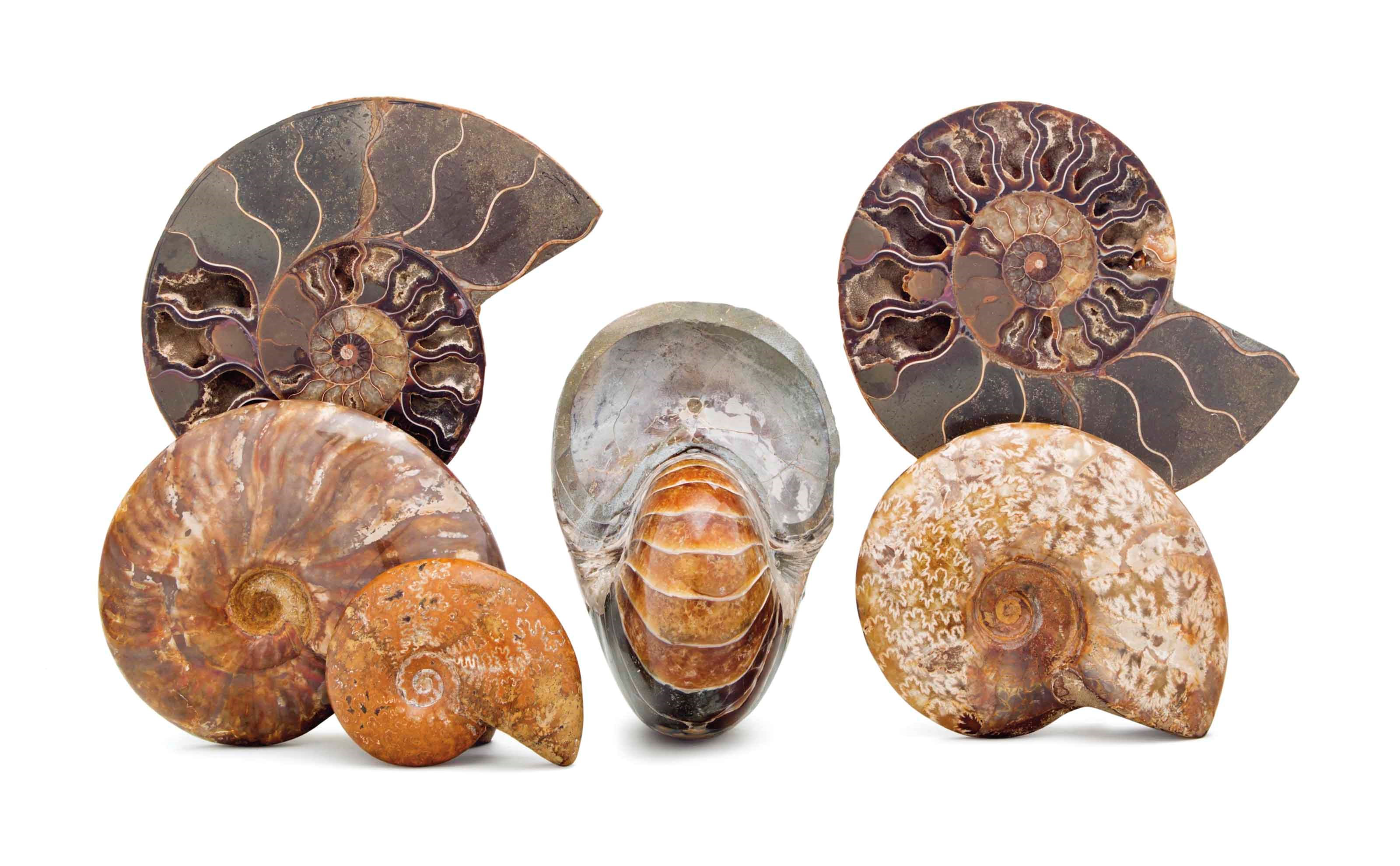 SIX POLISHED FOSSIL SPECIMENS